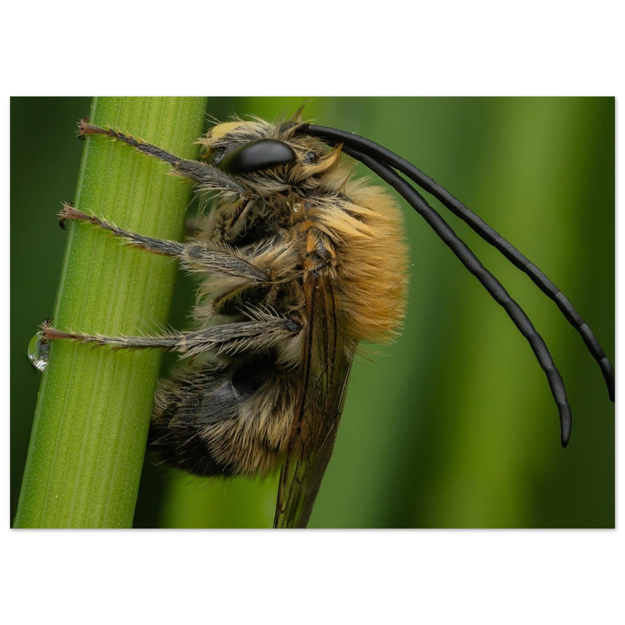 Langhornbiene am Schlafplatz - Printree.ch Auge, Blume, erstaunliche natur, Farbe, farbig, Fauna, Fliege, Frühling, grün, im Freien, Insekt, Käfer, Macro, Makro, Nahaufnahme, Natur, Naturschönheit, natürlich, Pflanze, schön, Sommer, Tierwelt, Tilmann Schnyder, Umwelt, wild, Wildtiere