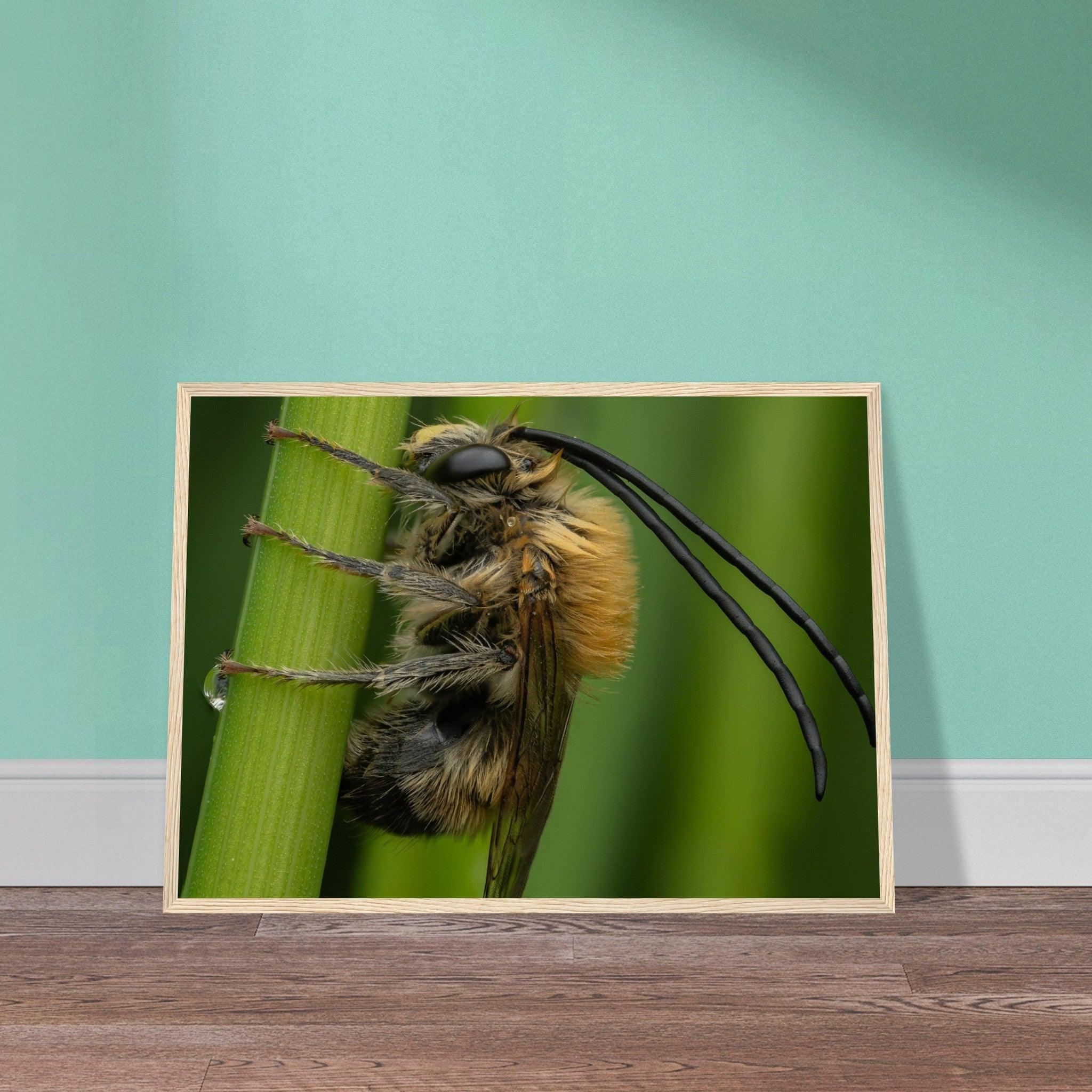 Langhornbiene am Schlafplatz - Printree.ch Auge, Blume, erstaunliche natur, Farbe, farbig, Fauna, Fliege, Frühling, grün, im Freien, Insekt, Käfer, Macro, Makro, Nahaufnahme, Natur, Naturschönheit, natürlich, Pflanze, schön, Sommer, Tierwelt, Tilmann Schnyder, Umwelt, wild, Wildtiere