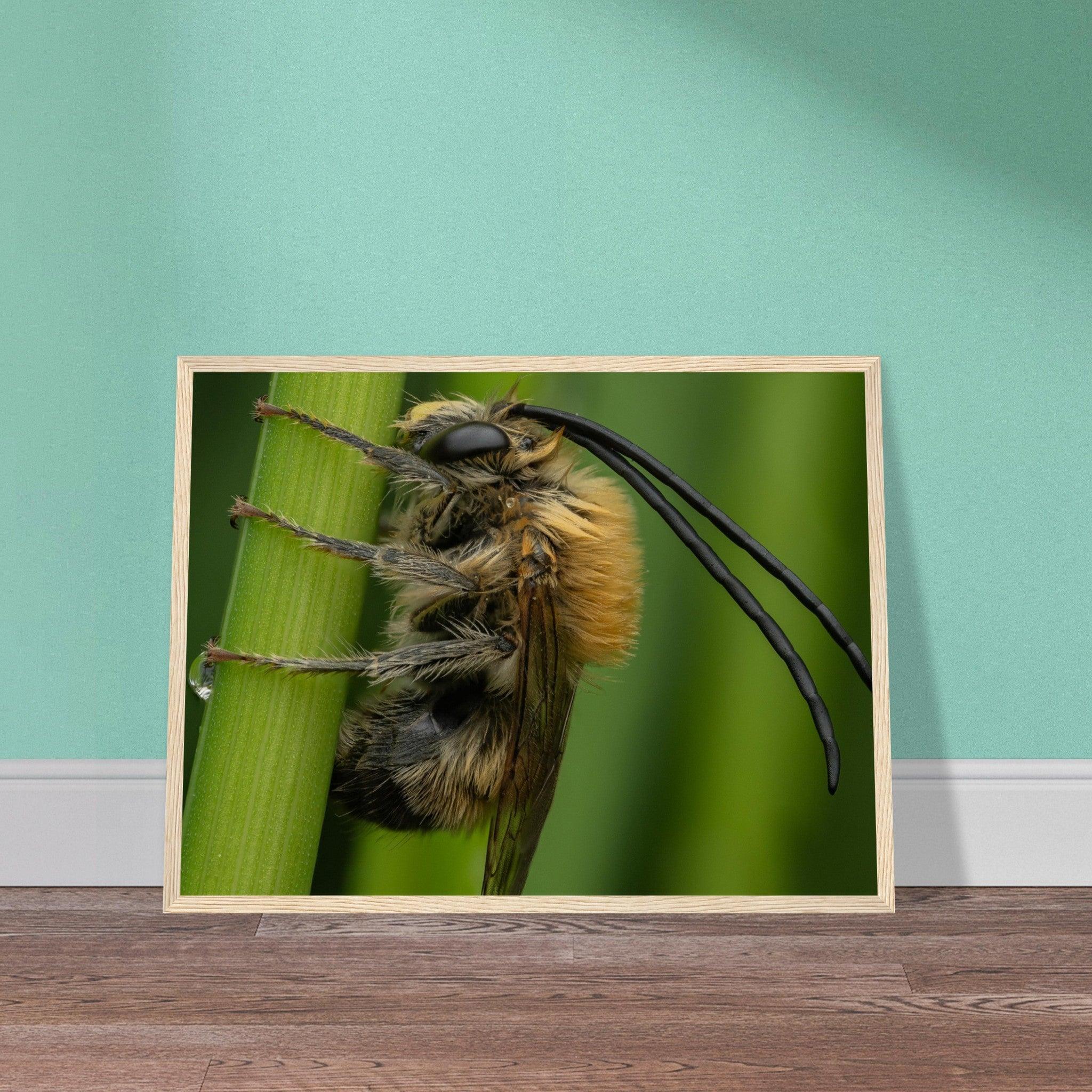 Langhornbiene am Schlafplatz - Printree.ch Auge, Blume, erstaunliche natur, Farbe, farbig, Fauna, Fliege, Frühling, grün, im Freien, Insekt, Käfer, Macro, Makro, Nahaufnahme, Natur, Naturschönheit, natürlich, Pflanze, schön, Sommer, Tierwelt, Tilmann Schnyder, Umwelt, wild, Wildtiere