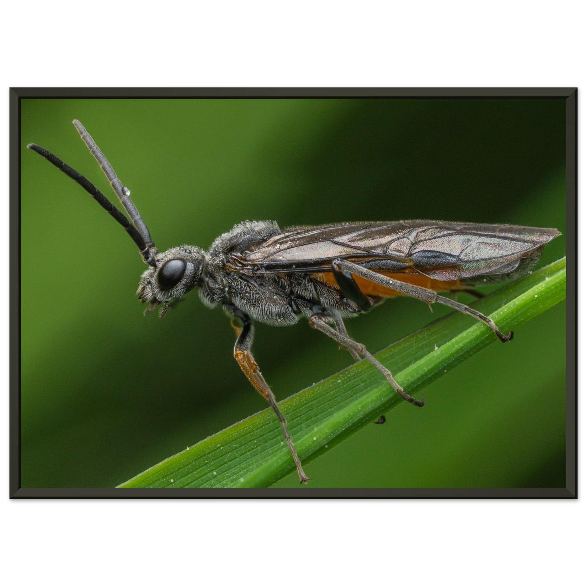 Lauernde Blattwespe - Printree.ch Auge, Blume, erstaunliche natur, Farbe, farbig, Fauna, Fliege, Frühling, grün, im Freien, Insekt, Käfer, Macro, Makro, Nahaufnahme, Natur, Naturschönheit, natürlich, Pflanze, schön, Sommer, Tierwelt, Tilmann Schnyder, Umwelt, wild, Wildtiere