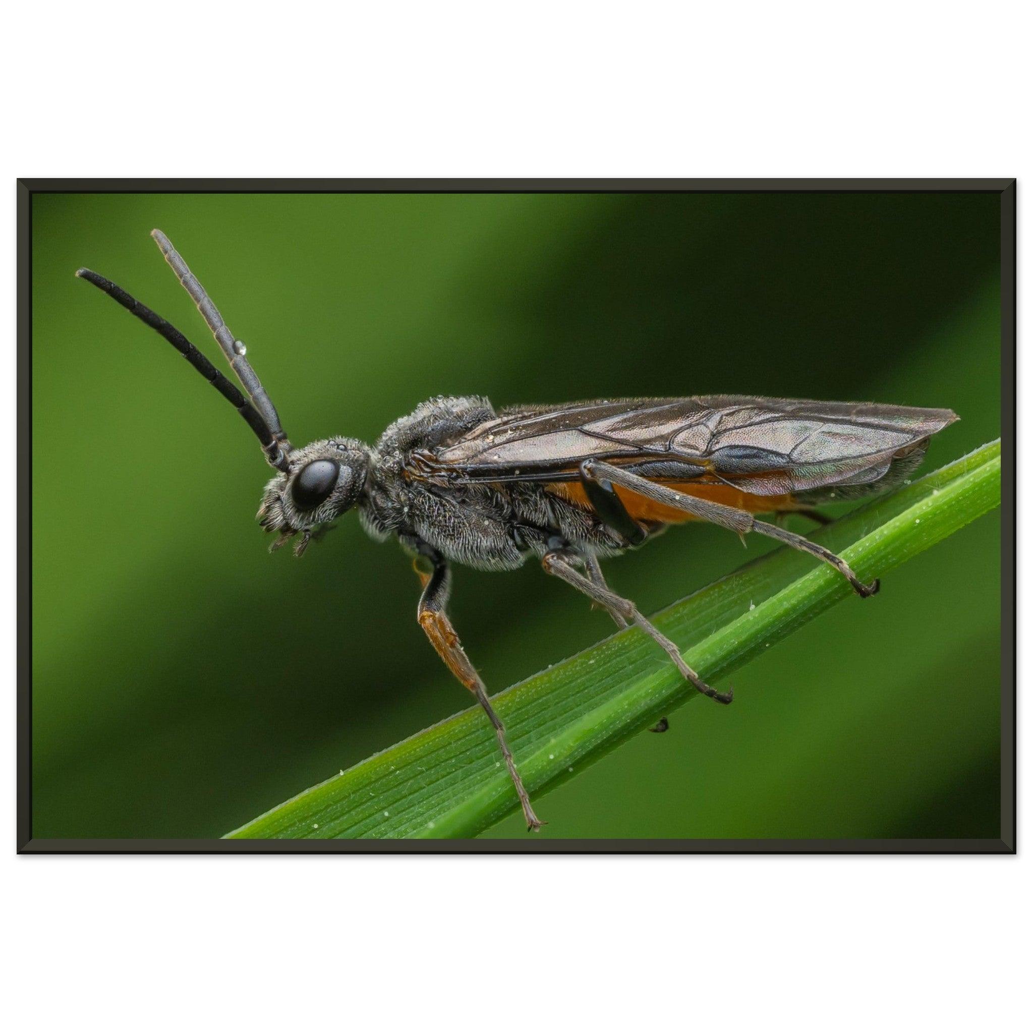 Lauernde Blattwespe - Printree.ch Auge, Blume, erstaunliche natur, Farbe, farbig, Fauna, Fliege, Frühling, grün, im Freien, Insekt, Käfer, Macro, Makro, Nahaufnahme, Natur, Naturschönheit, natürlich, Pflanze, schön, Sommer, Tierwelt, Tilmann Schnyder, Umwelt, wild, Wildtiere