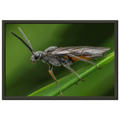 Lauernde Blattwespe - Printree.ch Auge, Blume, erstaunliche natur, Farbe, farbig, Fauna, Fliege, Frühling, grün, im Freien, Insekt, Käfer, Macro, Makro, Nahaufnahme, Natur, Naturschönheit, natürlich, Pflanze, schön, Sommer, Tierwelt, Tilmann Schnyder, Umwelt, wild, Wildtiere