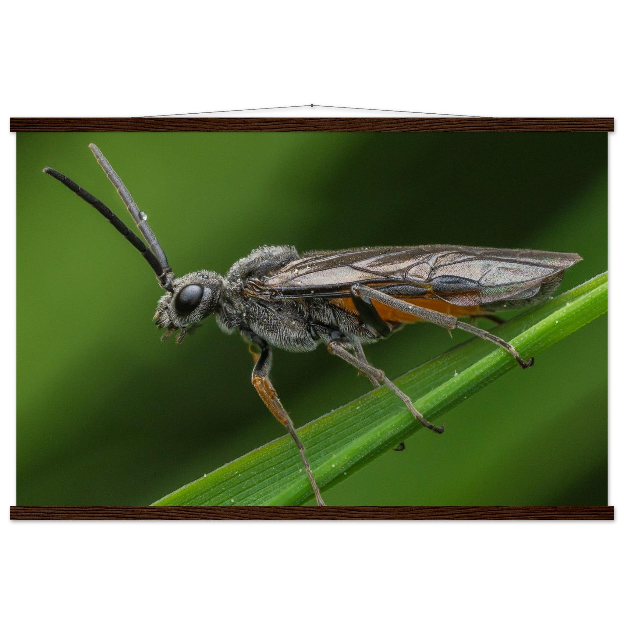 Lauernde Blattwespe - Printree.ch Auge, Blume, erstaunliche natur, Farbe, farbig, Fauna, Fliege, Frühling, grün, im Freien, Insekt, Käfer, Macro, Makro, Nahaufnahme, Natur, Naturschönheit, natürlich, Pflanze, schön, Sommer, Tierwelt, Tilmann Schnyder, Umwelt, wild, Wildtiere