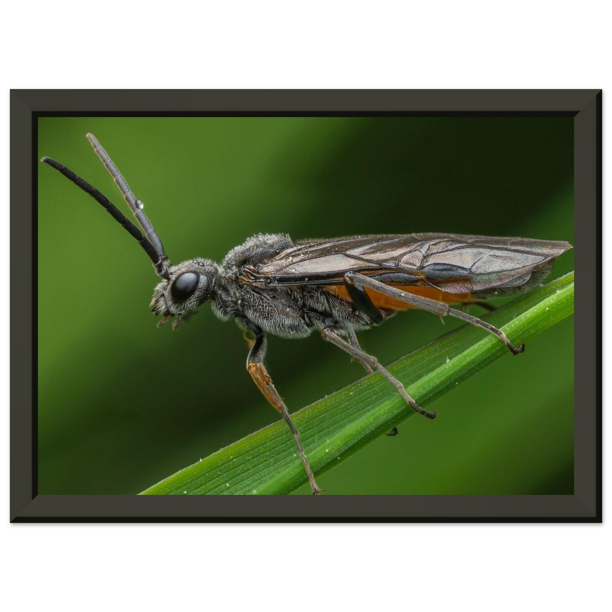 Lauernde Blattwespe - Printree.ch Auge, Blume, erstaunliche natur, Farbe, farbig, Fauna, Fliege, Frühling, grün, im Freien, Insekt, Käfer, Macro, Makro, Nahaufnahme, Natur, Naturschönheit, natürlich, Pflanze, schön, Sommer, Tierwelt, Tilmann Schnyder, Umwelt, wild, Wildtiere