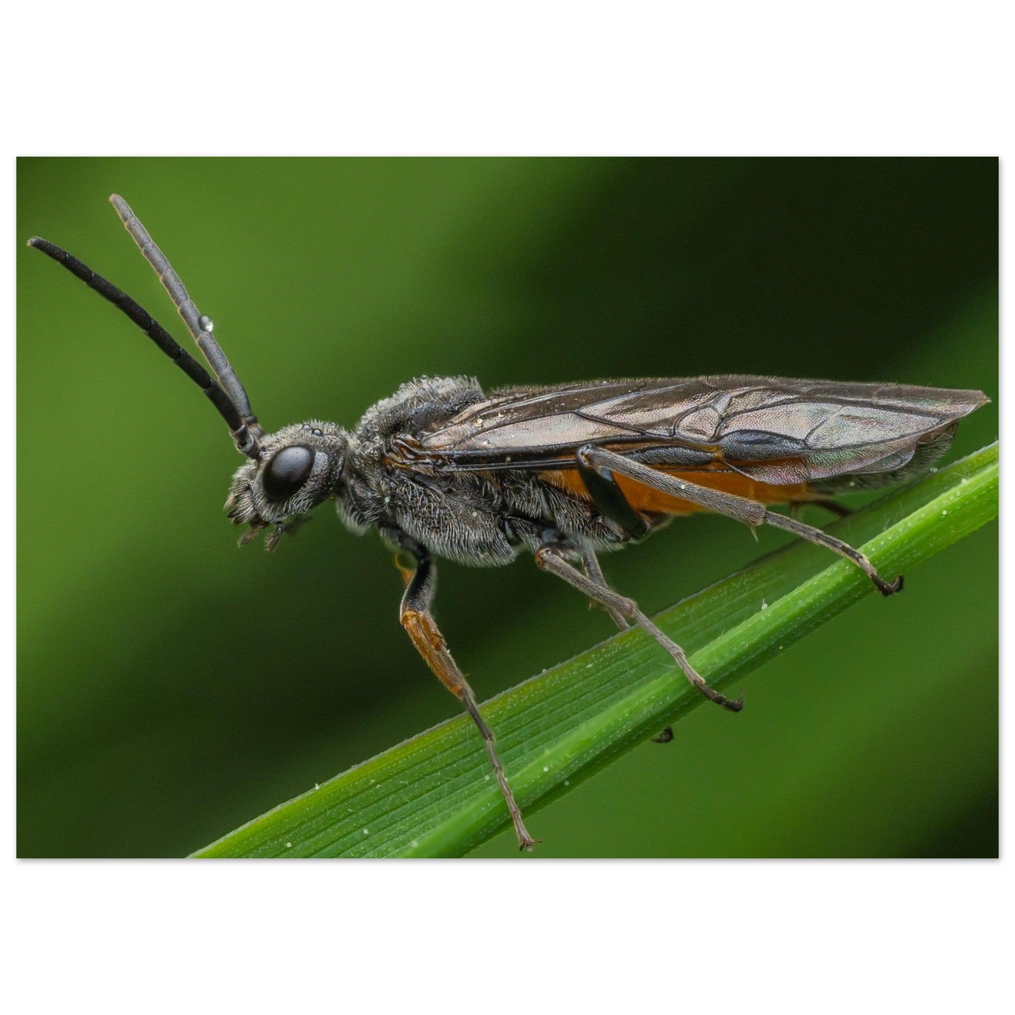 Lauernde Blattwespe - Printree.ch Auge, Blume, erstaunliche natur, Farbe, farbig, Fauna, Fliege, Frühling, grün, im Freien, Insekt, Käfer, Macro, Makro, Nahaufnahme, Natur, Naturschönheit, natürlich, Pflanze, schön, Sommer, Tierwelt, Tilmann Schnyder, Umwelt, wild, Wildtiere