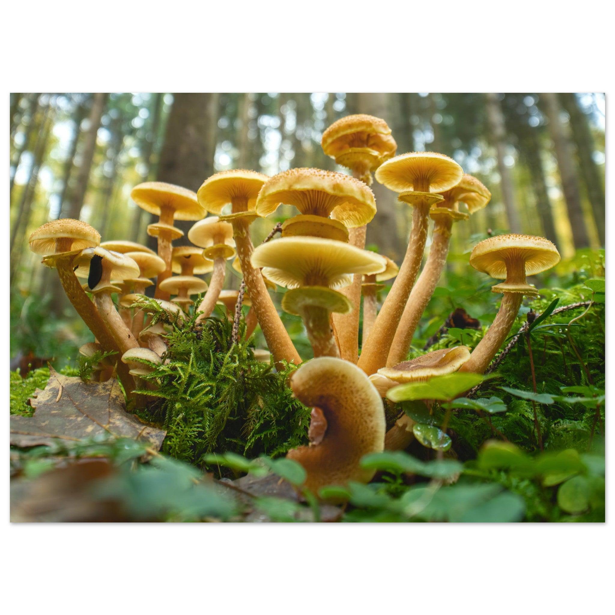 Lebendige Gemeinschaft: Pilzkolonie im Waldlicht - Printree.ch Foto, Fotografie, Makro, Makrofotografie, Martin_Reichenbach, Natur, pilz, wald, Waldgebiet