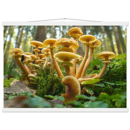 Lebendige Gemeinschaft: Pilzkolonie im Waldlicht - Printree.ch Foto, Fotografie, Makro, Makrofotografie, Martin_Reichenbach, Natur, pilz, wald, Waldgebiet