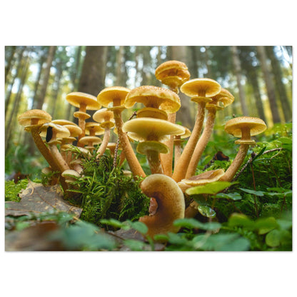 Lebendige Gemeinschaft: Pilzkolonie im Waldlicht - Printree.ch Foto, Fotografie, Makro, Makrofotografie, Martin_Reichenbach, Natur, pilz, wald, Waldgebiet