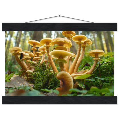 Lebendige Gemeinschaft: Pilzkolonie im Waldlicht - Printree.ch Foto, Fotografie, Makro, Makrofotografie, Martin_Reichenbach, Natur, pilz, wald, Waldgebiet