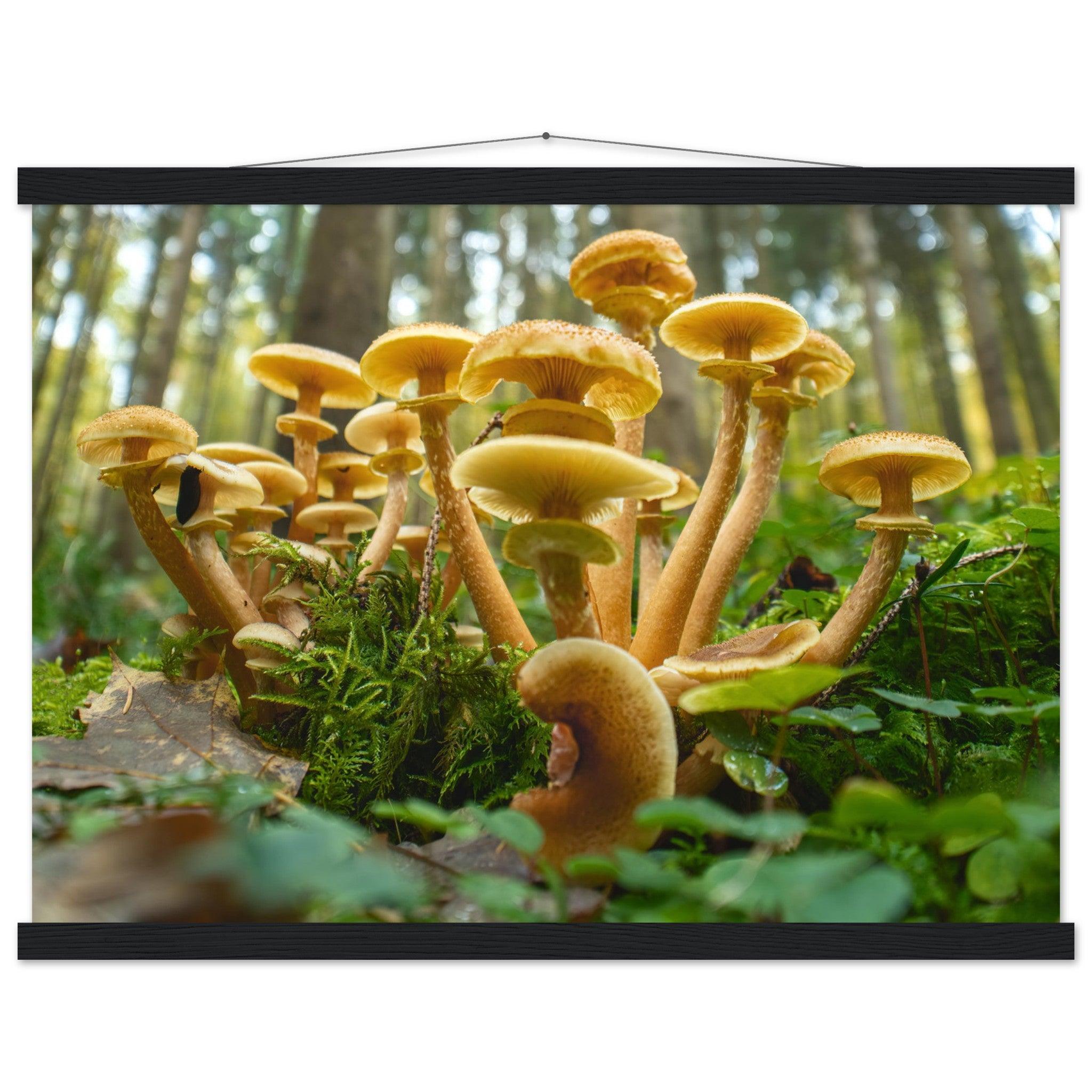 Lebendige Gemeinschaft: Pilzkolonie im Waldlicht - Printree.ch Foto, Fotografie, Makro, Makrofotografie, Martin_Reichenbach, Natur, pilz, wald, Waldgebiet