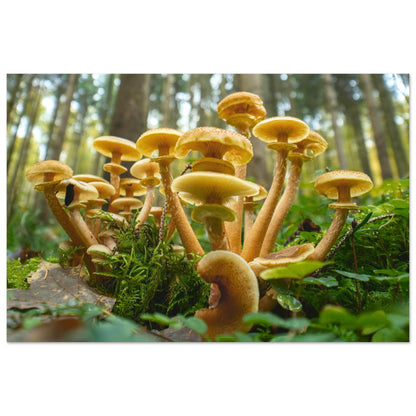 Lebendige Gemeinschaft: Pilzkolonie im Waldlicht - Printree.ch Foto, Fotografie, Makro, Makrofotografie, Martin_Reichenbach, Natur, pilz, wald, Waldgebiet