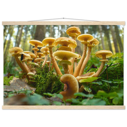 Lebendige Gemeinschaft: Pilzkolonie im Waldlicht - Printree.ch Foto, Fotografie, Makro, Makrofotografie, Martin_Reichenbach, Natur, pilz, wald, Waldgebiet