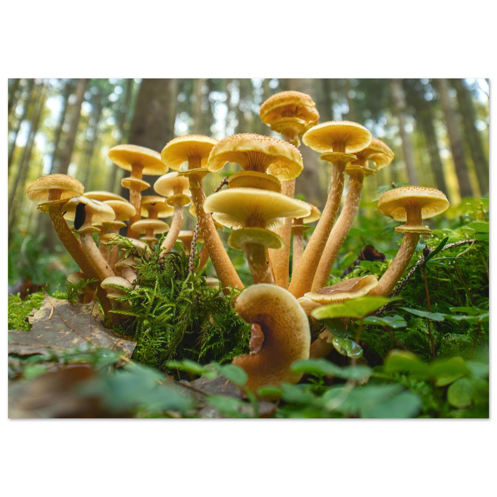 Lebendige Gemeinschaft: Pilzkolonie im Waldlicht - Printree.ch Foto, Fotografie, Makro, Makrofotografie, Martin_Reichenbach, Natur, pilz, wald, Waldgebiet