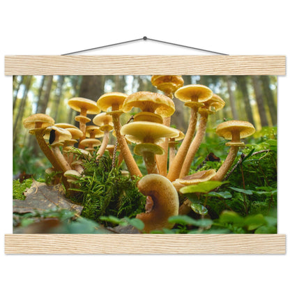 Lebendige Gemeinschaft: Pilzkolonie im Waldlicht - Printree.ch Foto, Fotografie, Makro, Makrofotografie, Martin_Reichenbach, Natur, pilz, wald, Waldgebiet