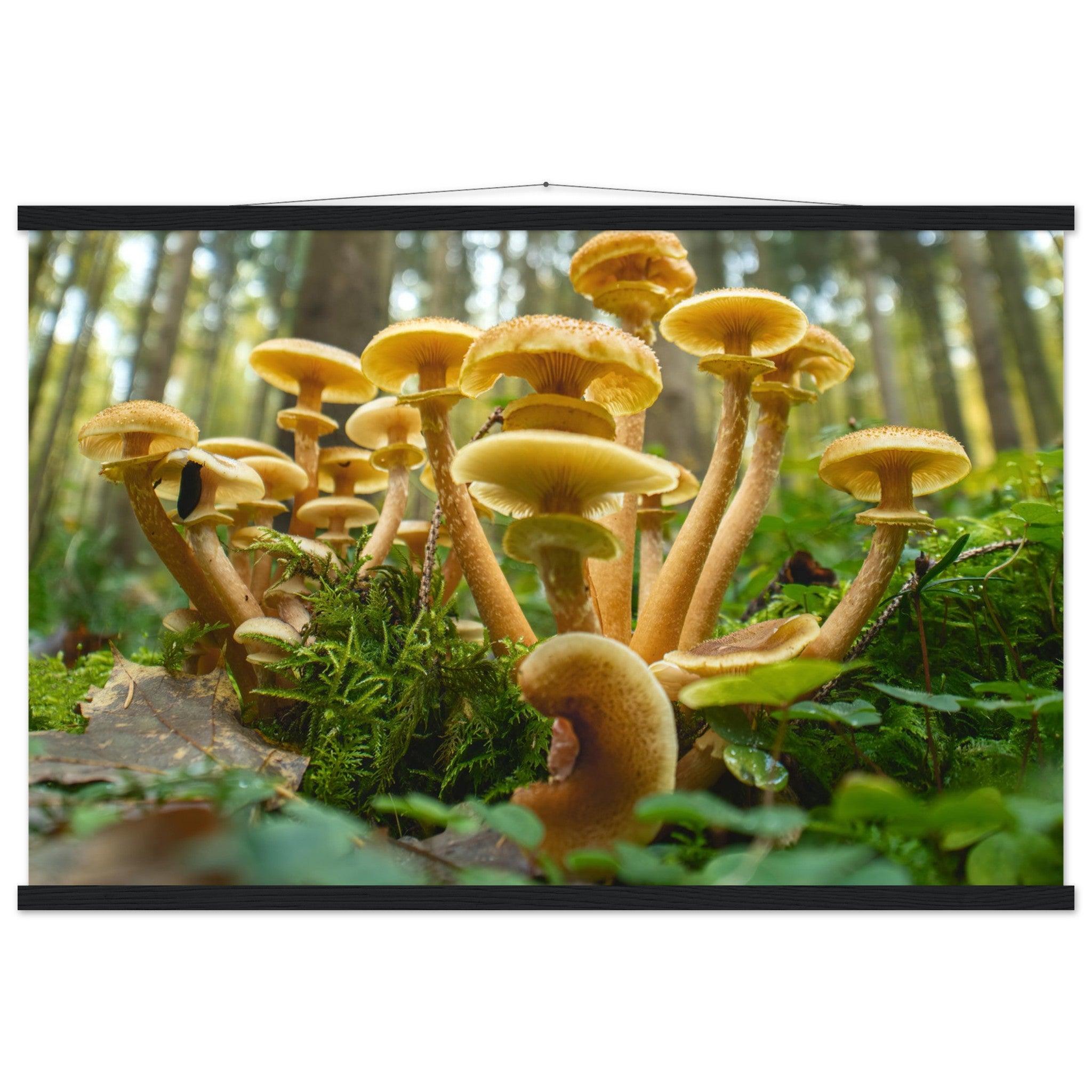 Lebendige Gemeinschaft: Pilzkolonie im Waldlicht - Printree.ch Foto, Fotografie, Makro, Makrofotografie, Martin_Reichenbach, Natur, pilz, wald, Waldgebiet