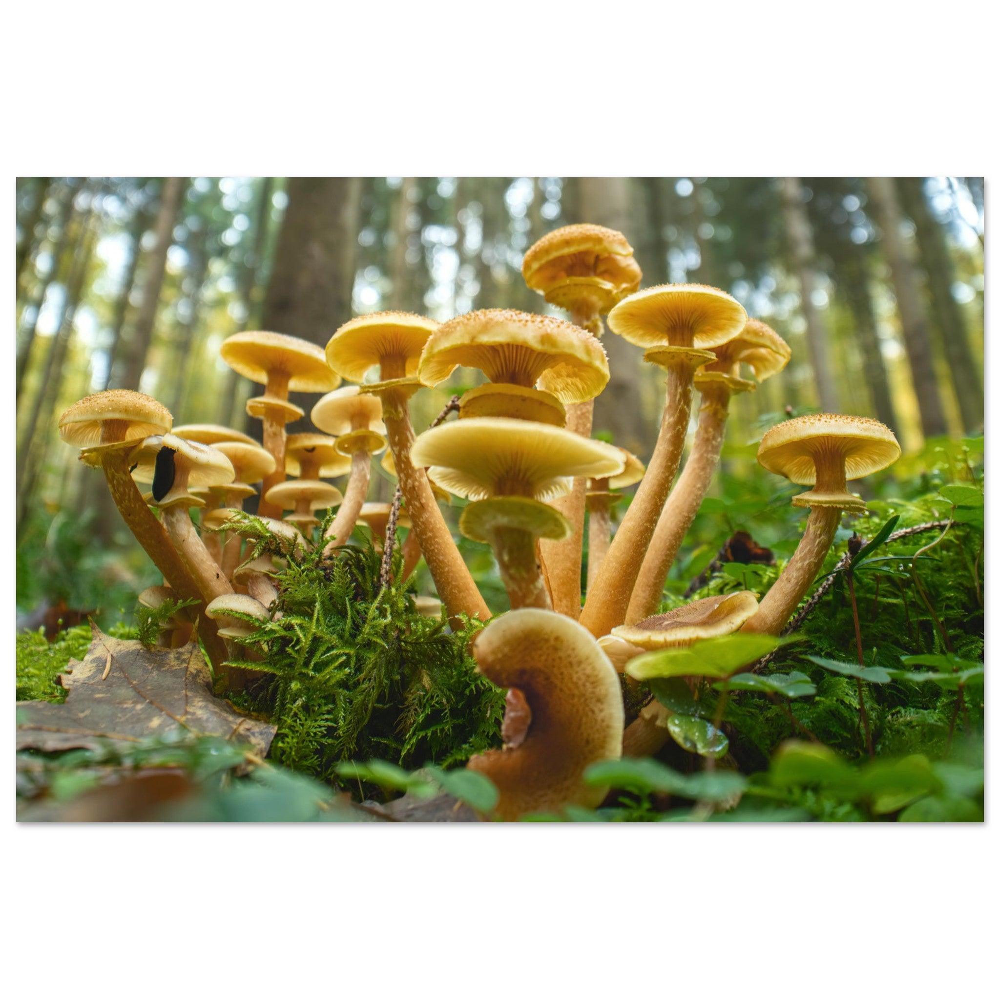 Lebendige Gemeinschaft: Pilzkolonie im Waldlicht - Printree.ch Foto, Fotografie, Makro, Makrofotografie, Martin_Reichenbach, Natur, pilz, wald, Waldgebiet