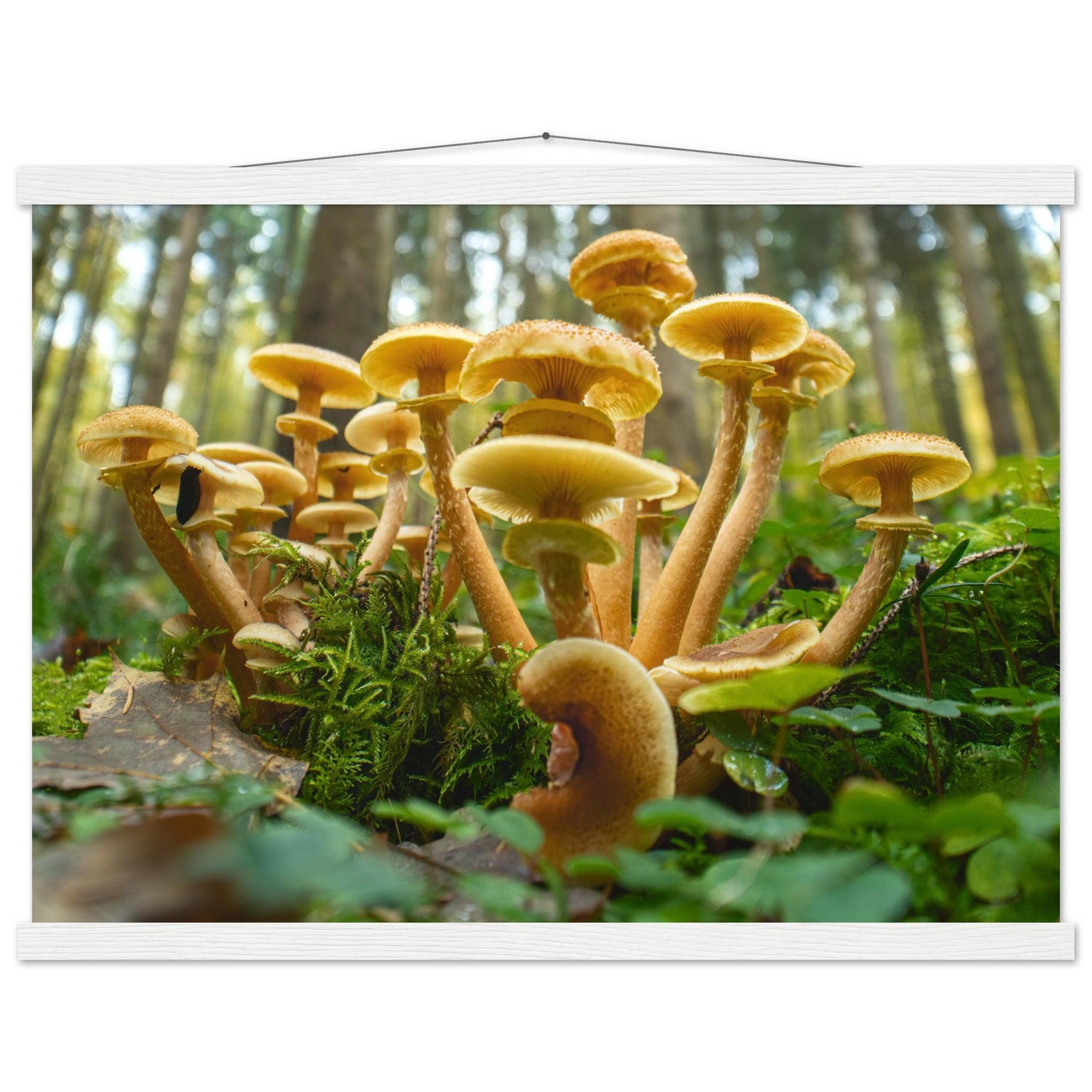 Lebendige Gemeinschaft: Pilzkolonie im Waldlicht - Printree.ch Foto, Fotografie, Makro, Makrofotografie, Martin_Reichenbach, Natur, pilz, wald, Waldgebiet