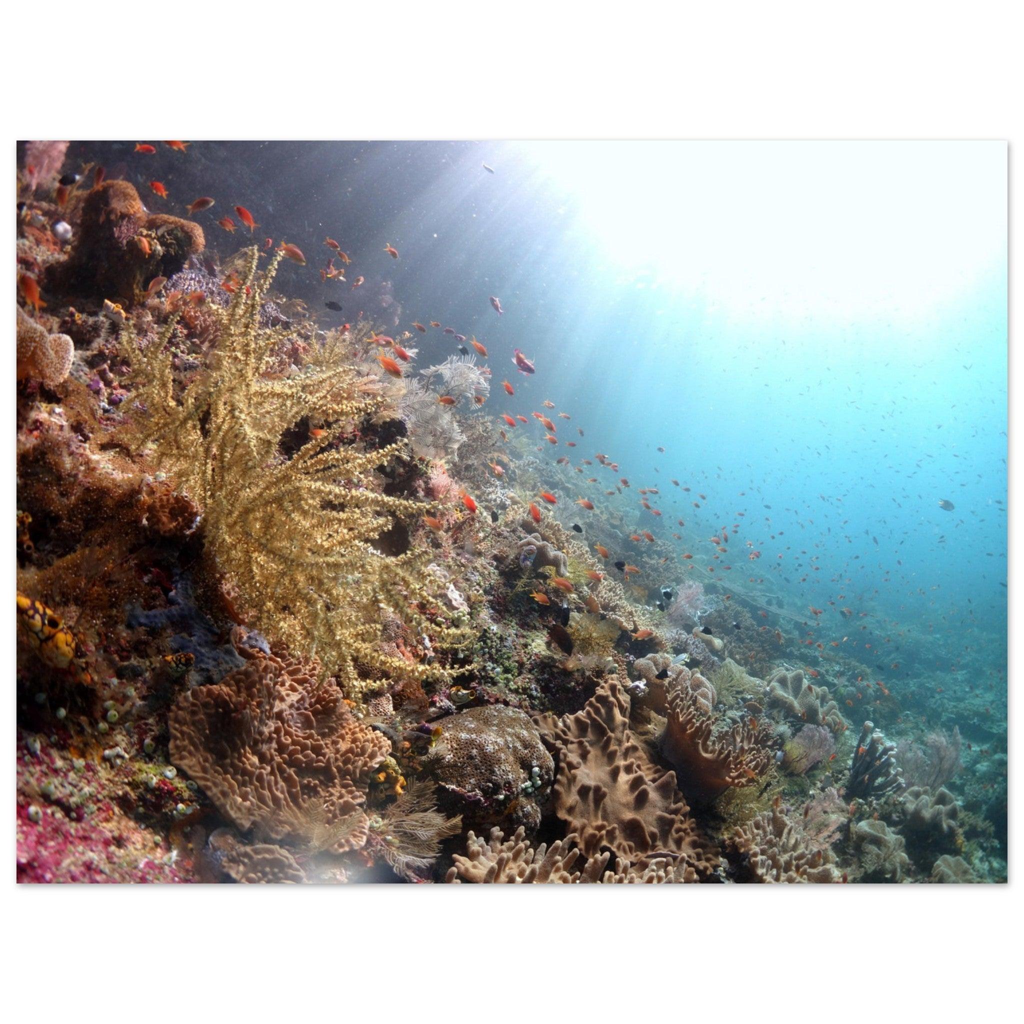 Lebensraum Korallenriff: Raja Ampat - Printree.ch Fisch, Foto, Fotografie, meer, Meereslandschaft, ozean, SABRINA SIGNER, Unterwasserwelt