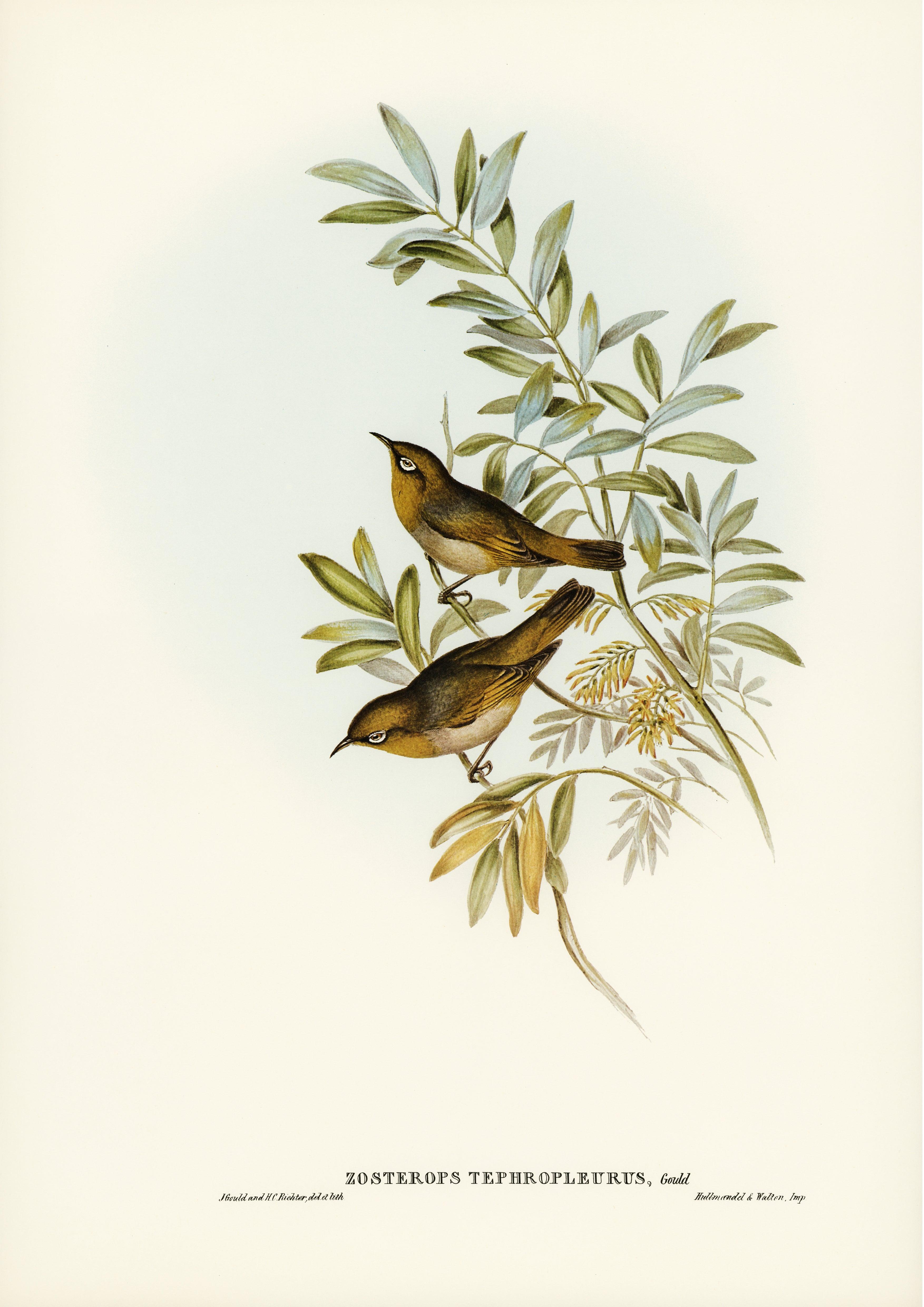 Lord-Howe-Silberauge ( Zosterops lateralis tephropleurus ) - Printree.ch Aquarell, farbenfroh, Malerei, Ornithologie, Poster, Singvogel, vintage, Vogel, wildes Leben, wildlife