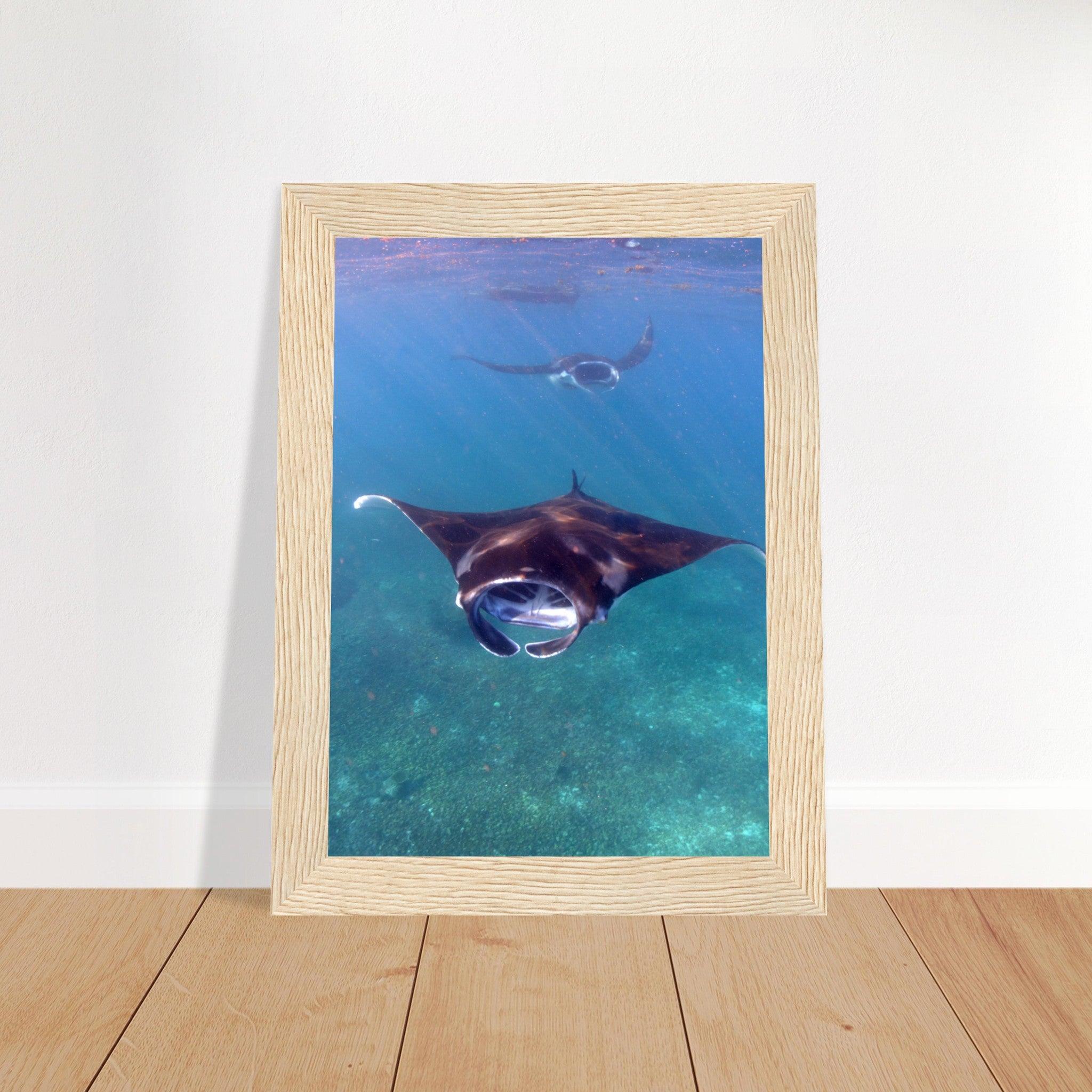 Manta-Zug in Komodo - Printree.ch Fisch, Foto, Fotografie, meer, Meereslandschaft, ozean, SABRINA SIGNER, Unterwasserwelt