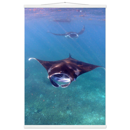 Manta-Zug in Komodo - Printree.ch Fisch, Foto, Fotografie, meer, Meereslandschaft, ozean, SABRINA SIGNER, Unterwasserwelt