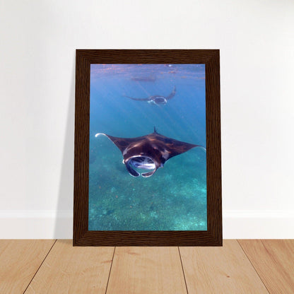 Manta-Zug in Komodo - Printree.ch Fisch, Foto, Fotografie, meer, Meereslandschaft, ozean, SABRINA SIGNER, Unterwasserwelt