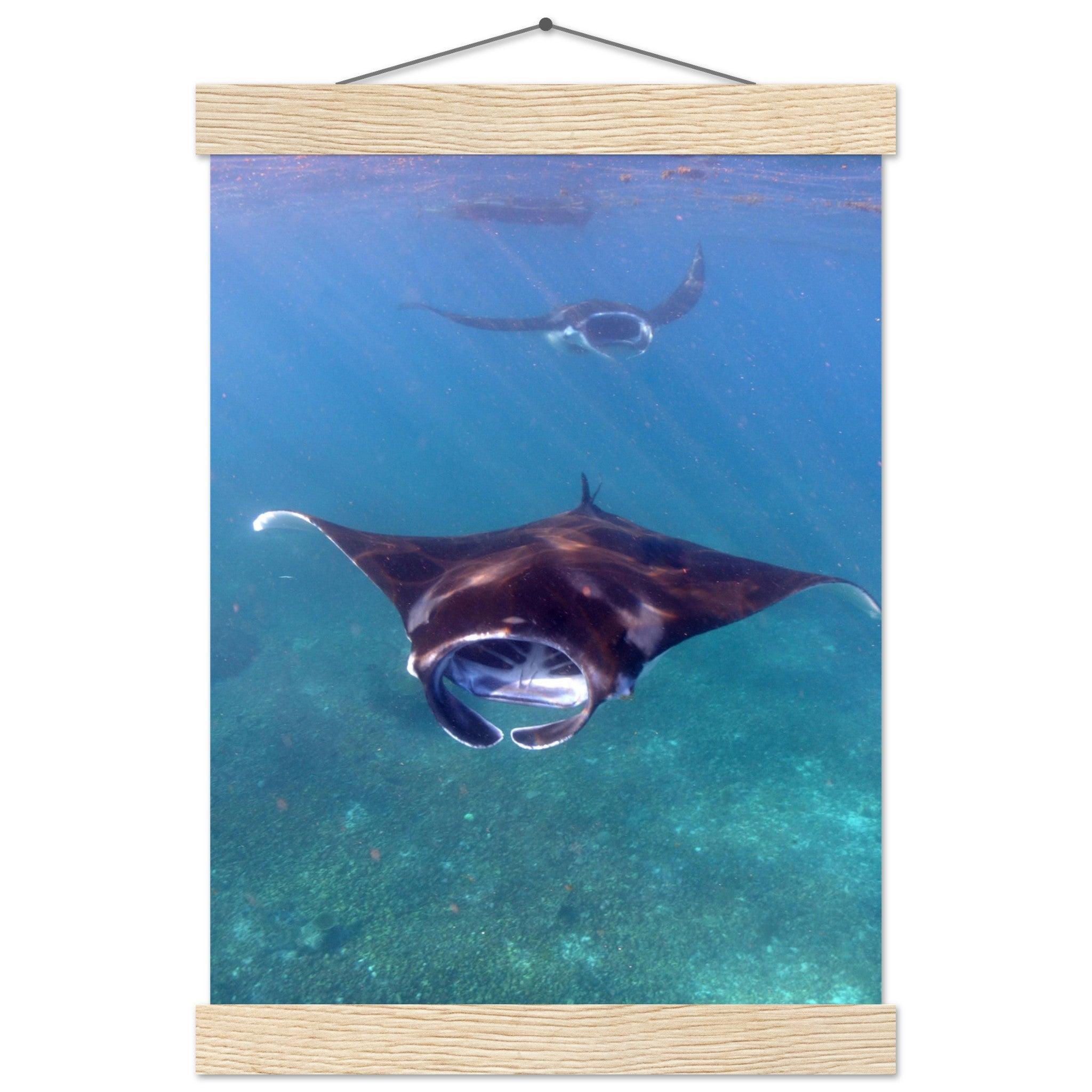 Manta-Zug in Komodo - Printree.ch Fisch, Foto, Fotografie, meer, Meereslandschaft, ozean, SABRINA SIGNER, Unterwasserwelt