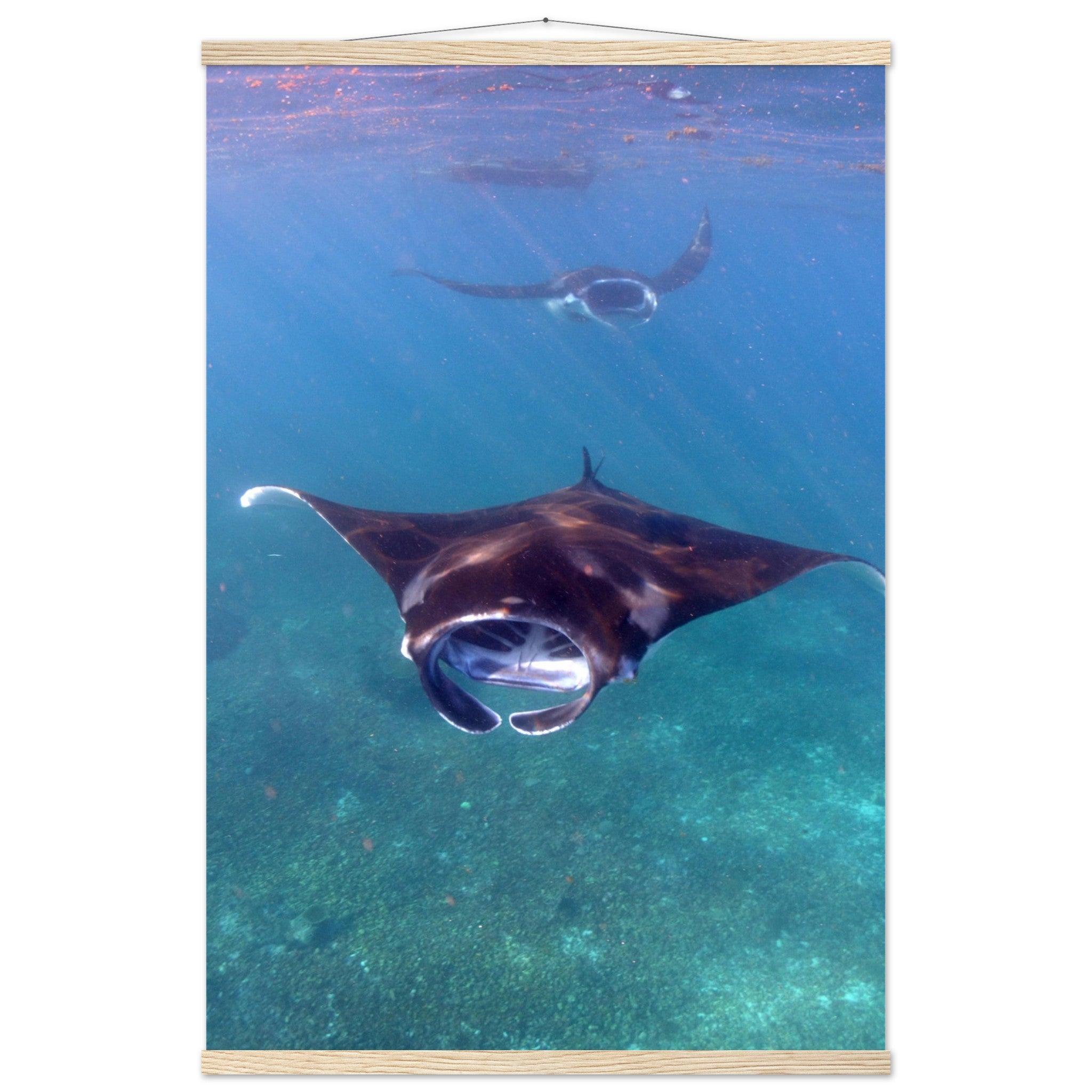 Manta-Zug in Komodo - Printree.ch Fisch, Foto, Fotografie, meer, Meereslandschaft, ozean, SABRINA SIGNER, Unterwasserwelt