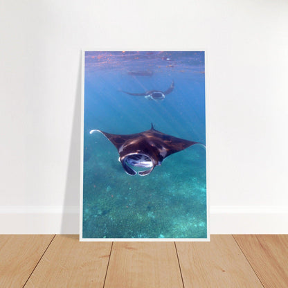 Manta-Zug in Komodo - Printree.ch Fisch, Foto, Fotografie, meer, Meereslandschaft, ozean, SABRINA SIGNER, Unterwasserwelt