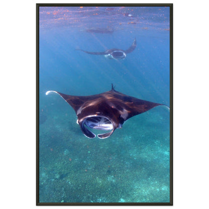 Manta-Zug in Komodo - Printree.ch Fisch, Foto, Fotografie, meer, Meereslandschaft, ozean, SABRINA SIGNER, Unterwasserwelt