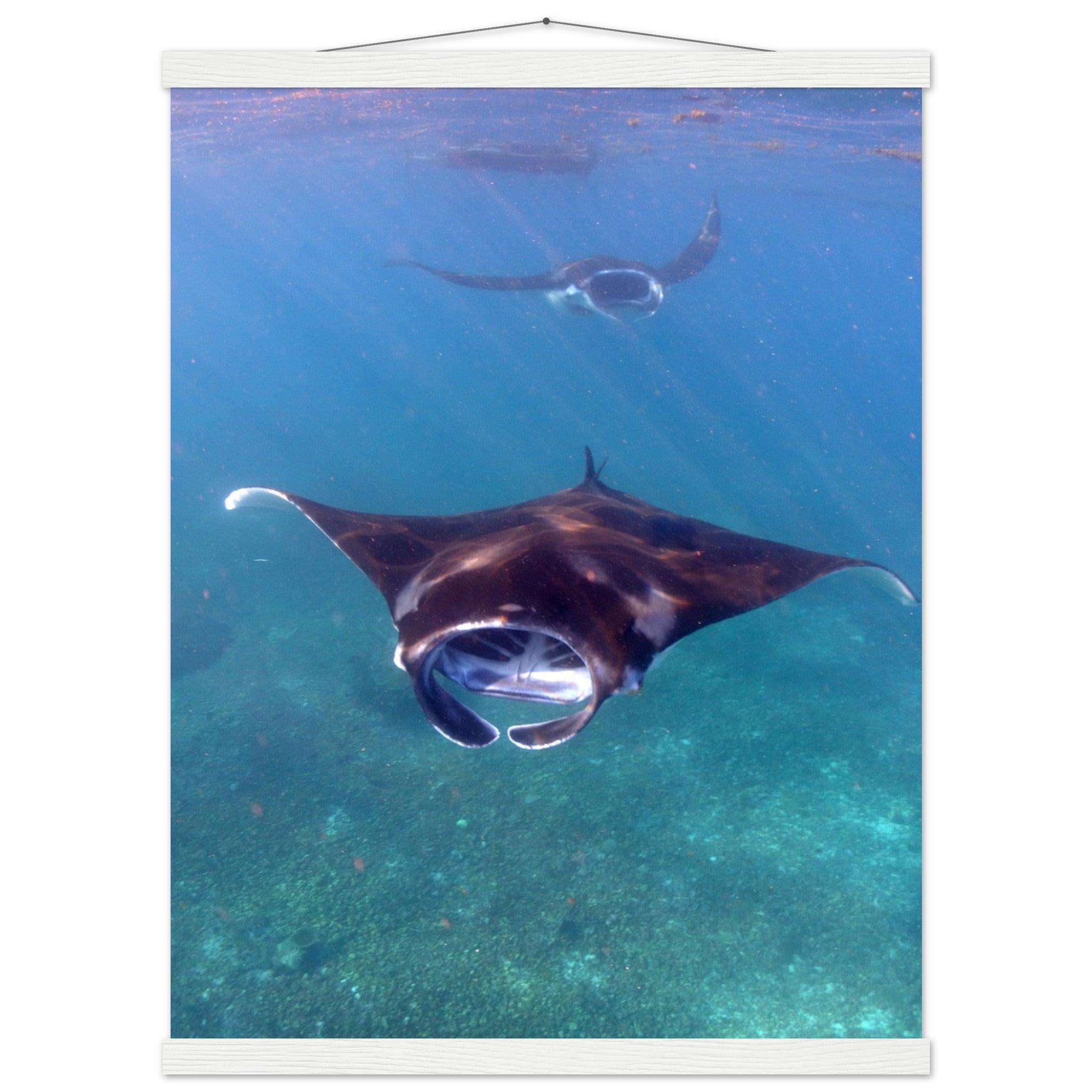 Manta-Zug in Komodo - Printree.ch Fisch, Foto, Fotografie, meer, Meereslandschaft, ozean, SABRINA SIGNER, Unterwasserwelt