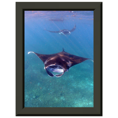 Manta-Zug in Komodo - Printree.ch Fisch, Foto, Fotografie, meer, Meereslandschaft, ozean, SABRINA SIGNER, Unterwasserwelt