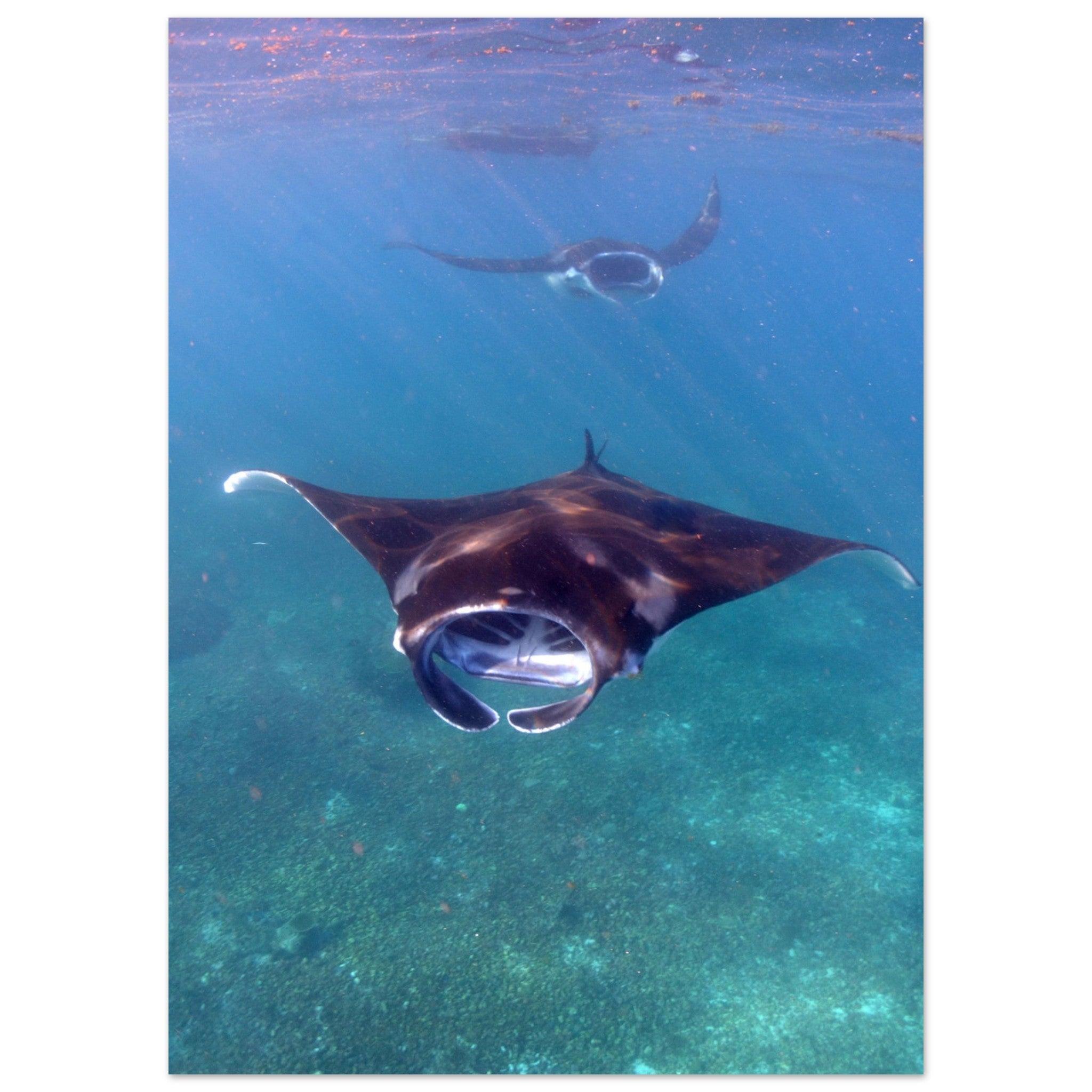 Manta-Zug in Komodo - Printree.ch Fisch, Foto, Fotografie, meer, Meereslandschaft, ozean, SABRINA SIGNER, Unterwasserwelt