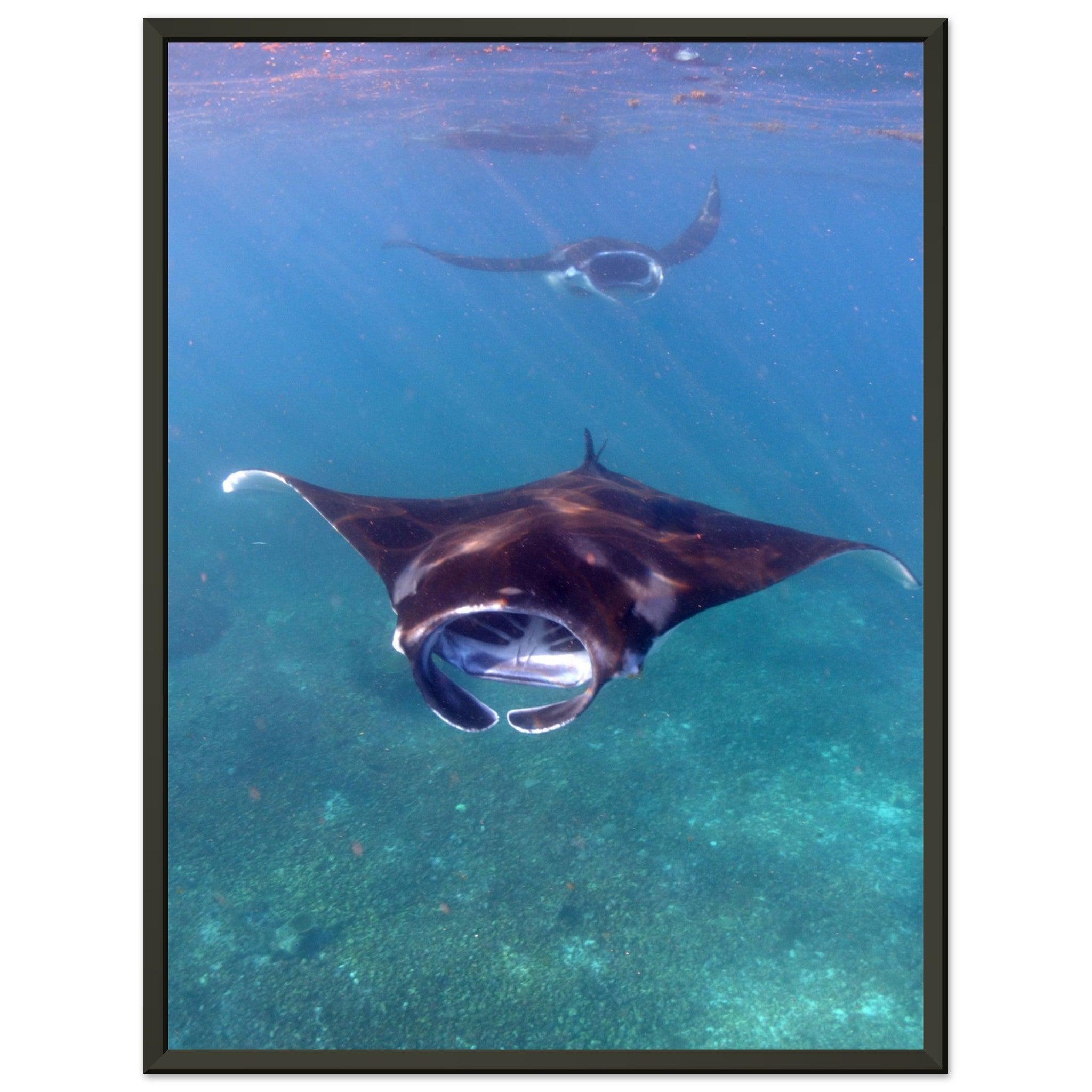 Manta-Zug in Komodo - Printree.ch Fisch, Foto, Fotografie, meer, Meereslandschaft, ozean, SABRINA SIGNER, Unterwasserwelt