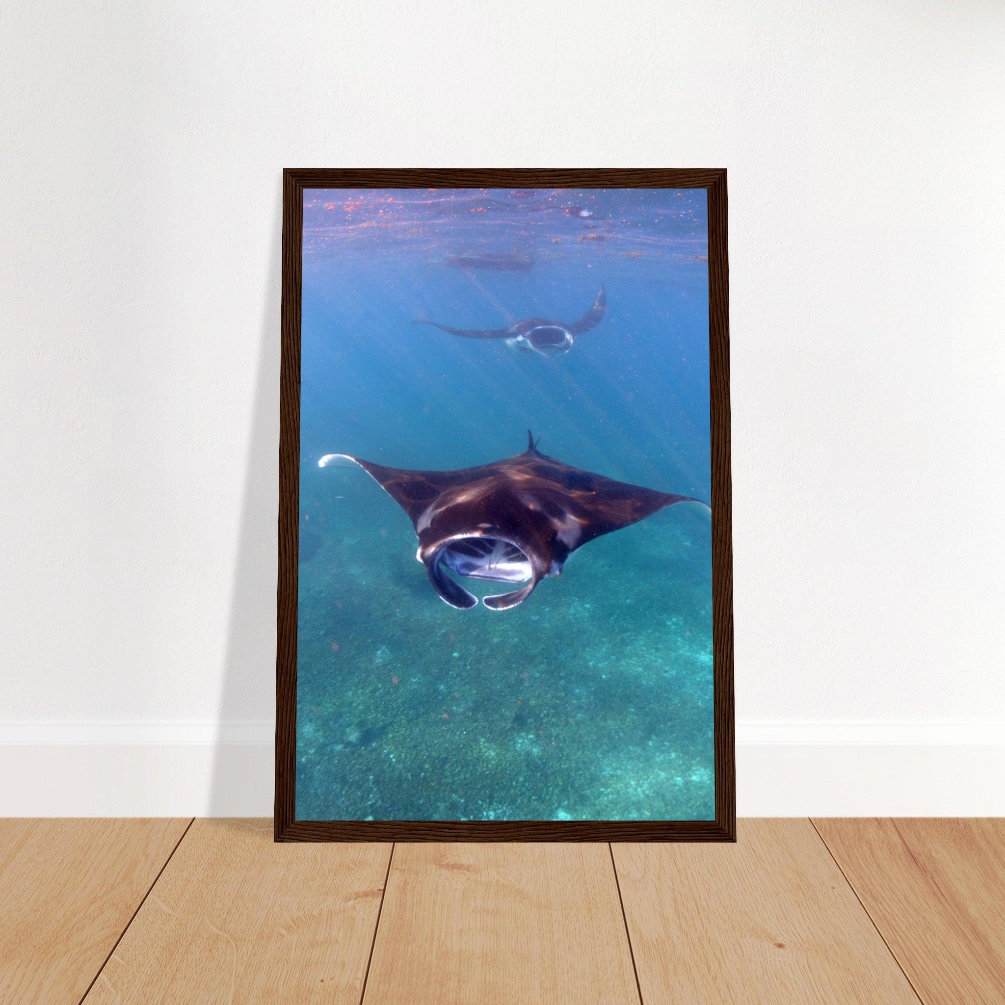 Manta-Zug in Komodo - Printree.ch Fisch, Foto, Fotografie, meer, Meereslandschaft, ozean, SABRINA SIGNER, Unterwasserwelt