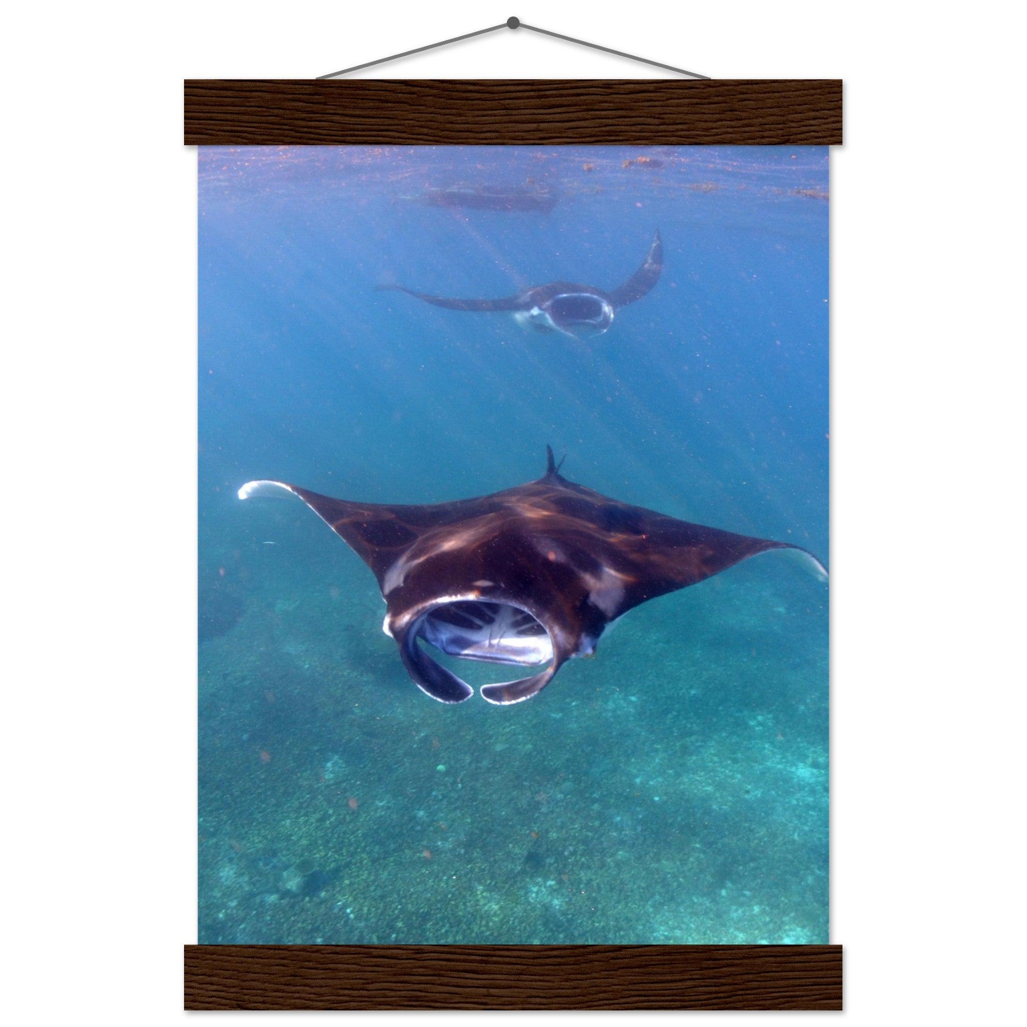 Manta-Zug in Komodo - Printree.ch Fisch, Foto, Fotografie, meer, Meereslandschaft, ozean, SABRINA SIGNER, Unterwasserwelt