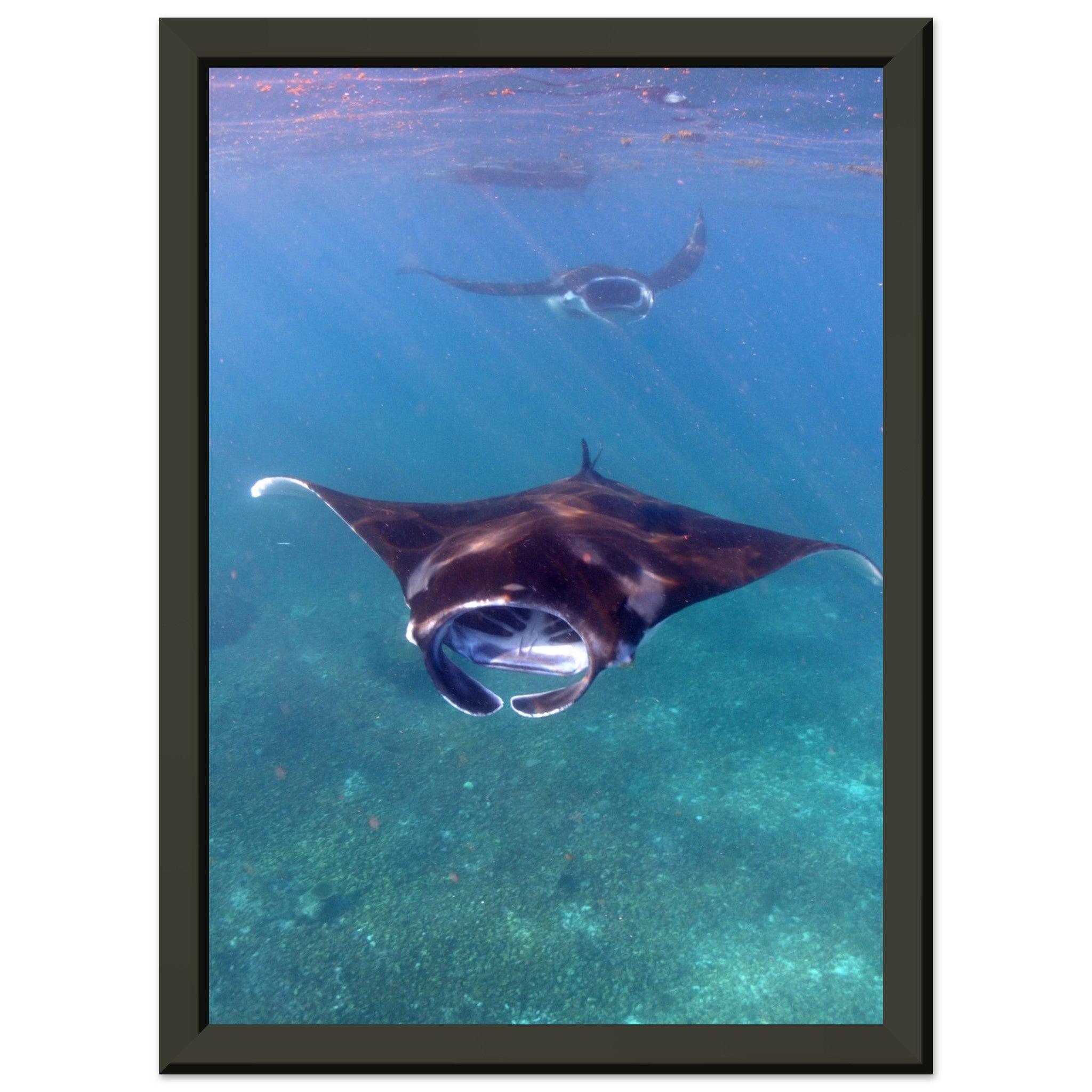 Manta-Zug in Komodo - Printree.ch Fisch, Foto, Fotografie, meer, Meereslandschaft, ozean, SABRINA SIGNER, Unterwasserwelt