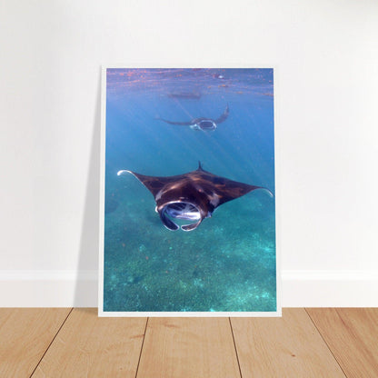 Manta-Zug in Komodo - Printree.ch Fisch, Foto, Fotografie, meer, Meereslandschaft, ozean, SABRINA SIGNER, Unterwasserwelt