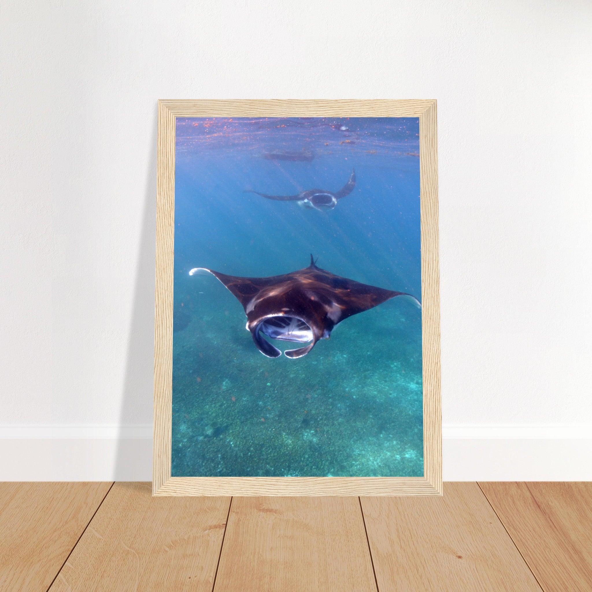 Manta-Zug in Komodo - Printree.ch Fisch, Foto, Fotografie, meer, Meereslandschaft, ozean, SABRINA SIGNER, Unterwasserwelt