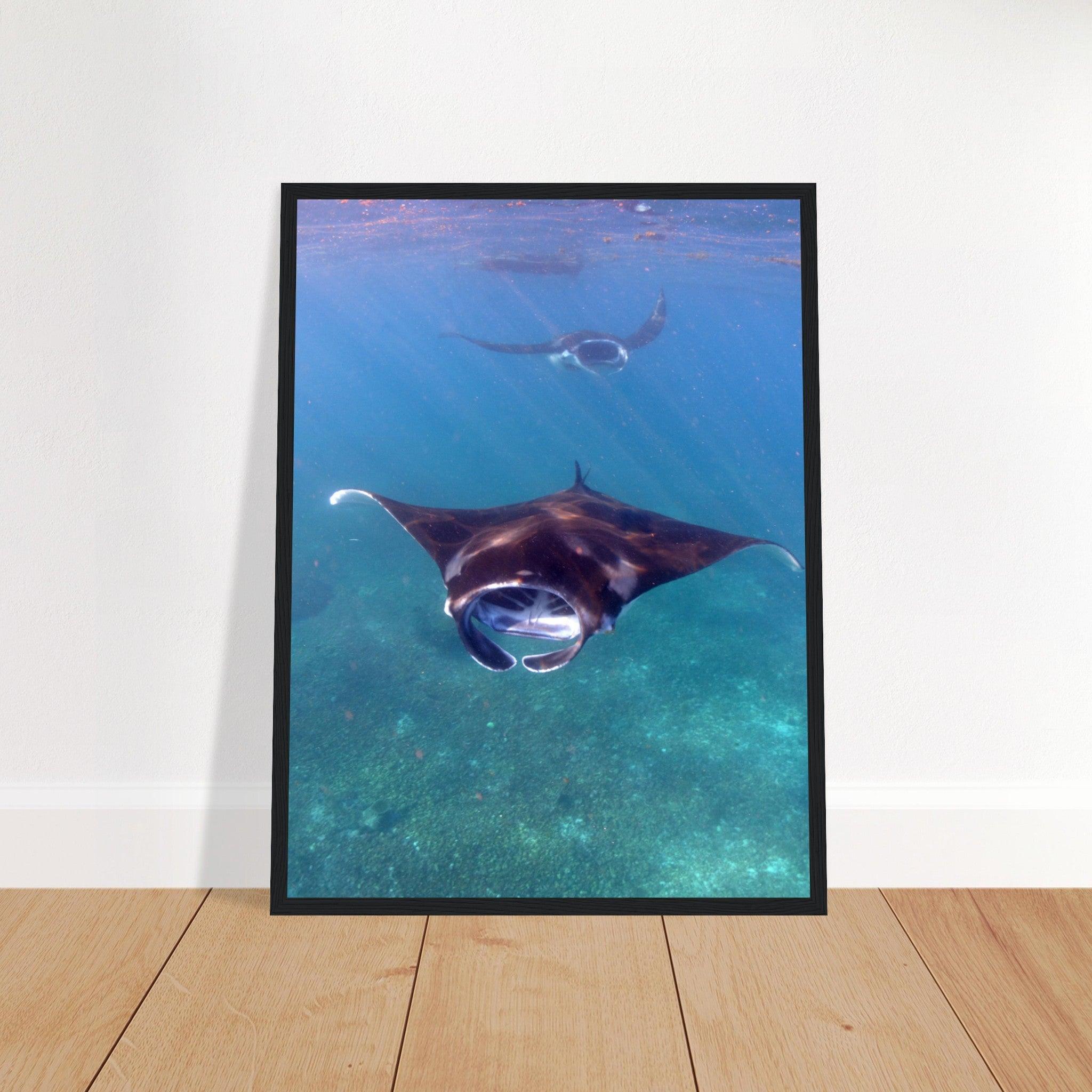 Manta-Zug in Komodo - Printree.ch Fisch, Foto, Fotografie, meer, Meereslandschaft, ozean, SABRINA SIGNER, Unterwasserwelt