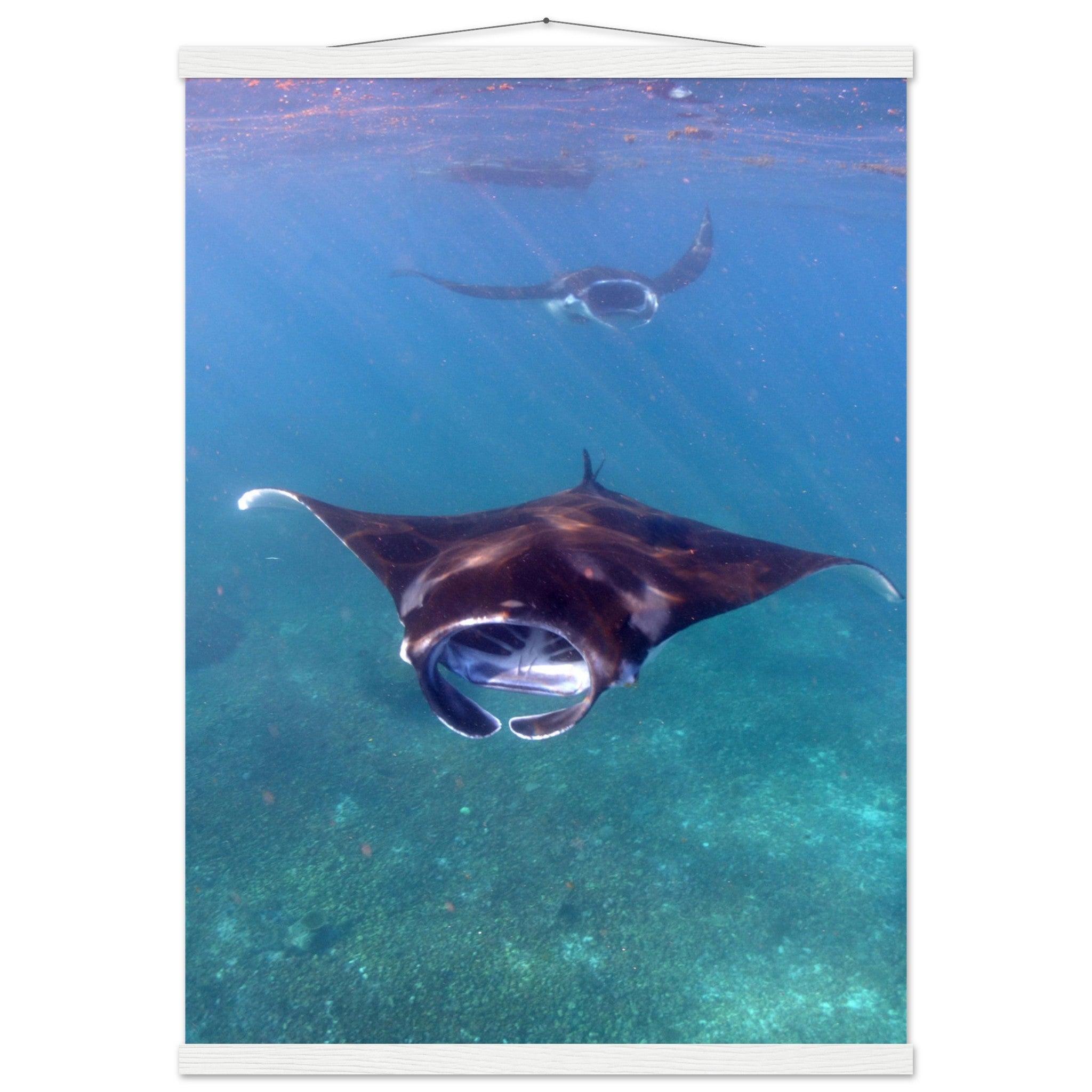 Manta-Zug in Komodo - Printree.ch Fisch, Foto, Fotografie, meer, Meereslandschaft, ozean, SABRINA SIGNER, Unterwasserwelt