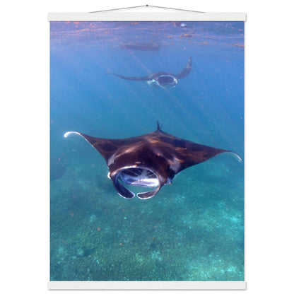 Manta-Zug in Komodo - Printree.ch Fisch, Foto, Fotografie, meer, Meereslandschaft, ozean, SABRINA SIGNER, Unterwasserwelt