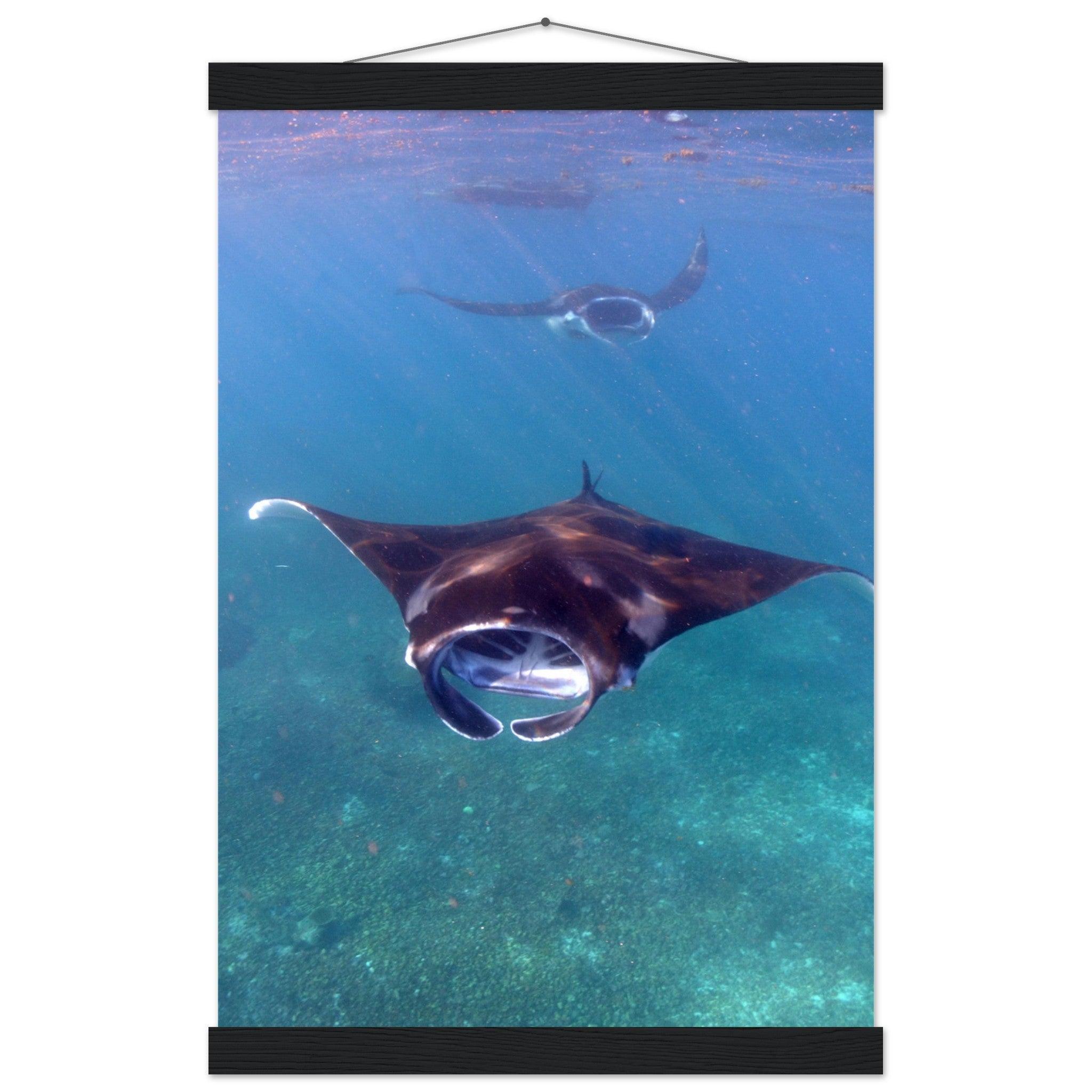 Manta-Zug in Komodo - Printree.ch Fisch, Foto, Fotografie, meer, Meereslandschaft, ozean, SABRINA SIGNER, Unterwasserwelt