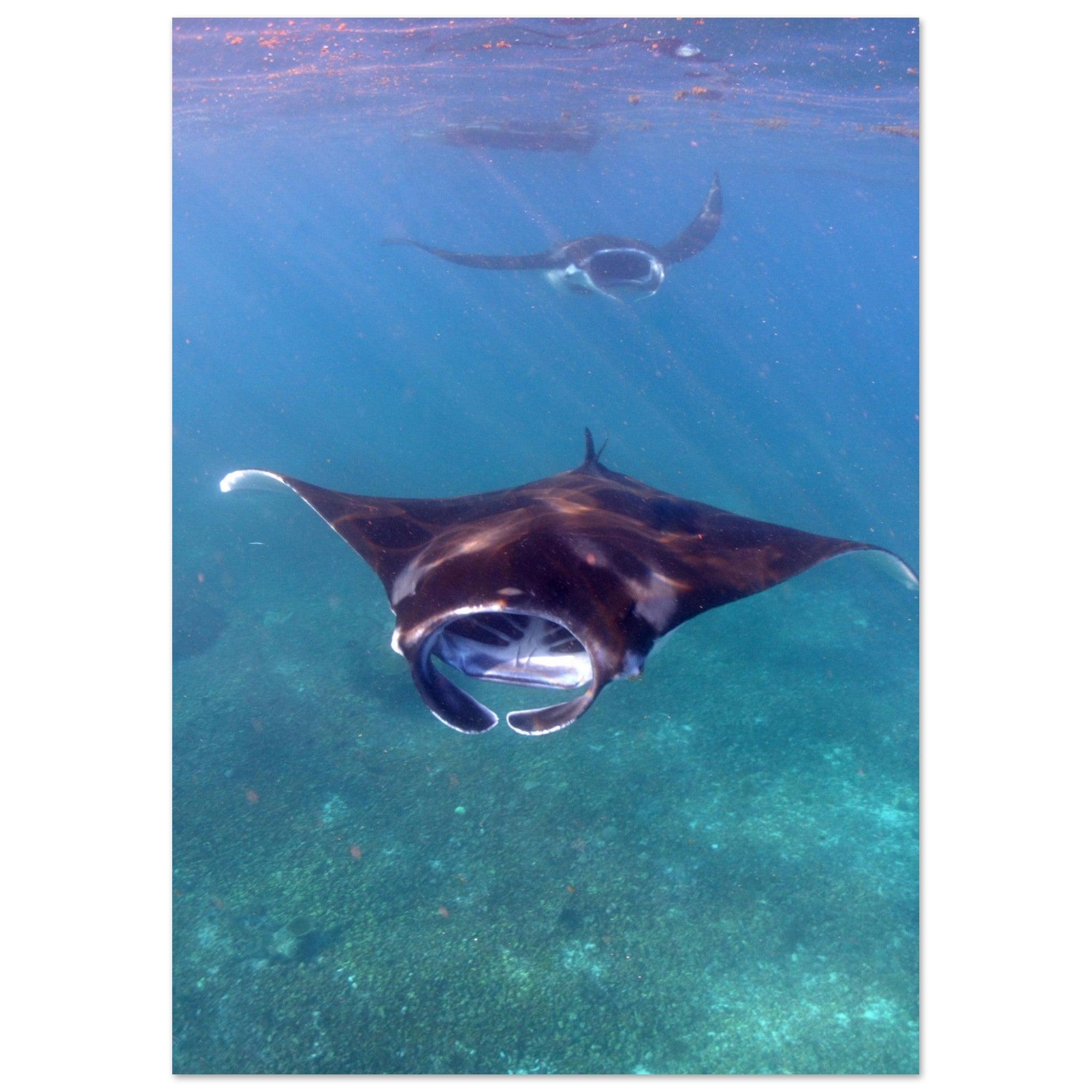 Manta-Zug in Komodo - Printree.ch Fisch, Foto, Fotografie, meer, Meereslandschaft, ozean, SABRINA SIGNER, Unterwasserwelt