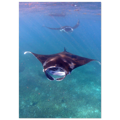 Manta-Zug in Komodo - Printree.ch Fisch, Foto, Fotografie, meer, Meereslandschaft, ozean, SABRINA SIGNER, Unterwasserwelt