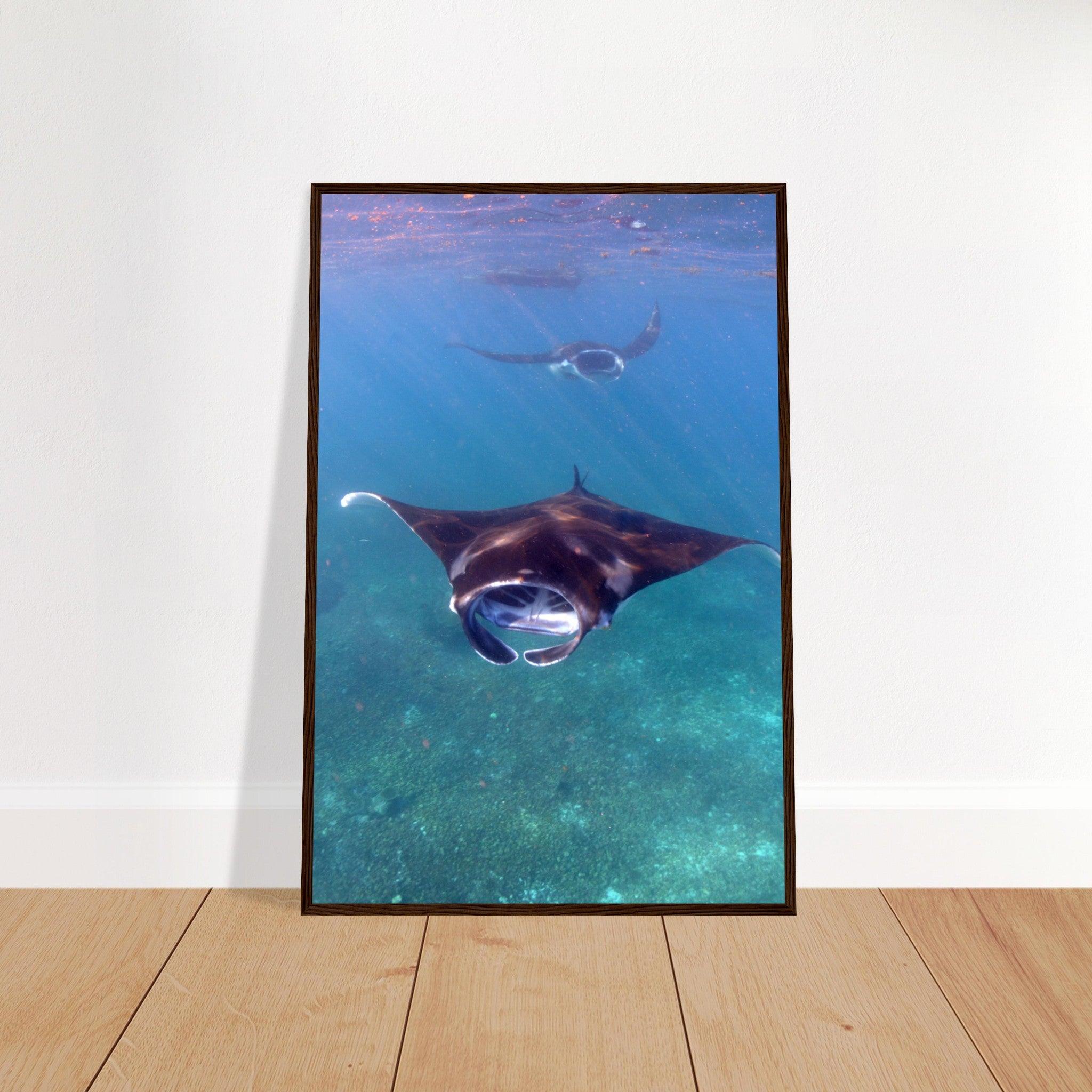 Manta-Zug in Komodo - Printree.ch Fisch, Foto, Fotografie, meer, Meereslandschaft, ozean, SABRINA SIGNER, Unterwasserwelt