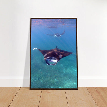 Manta-Zug in Komodo - Printree.ch Fisch, Foto, Fotografie, meer, Meereslandschaft, ozean, SABRINA SIGNER, Unterwasserwelt