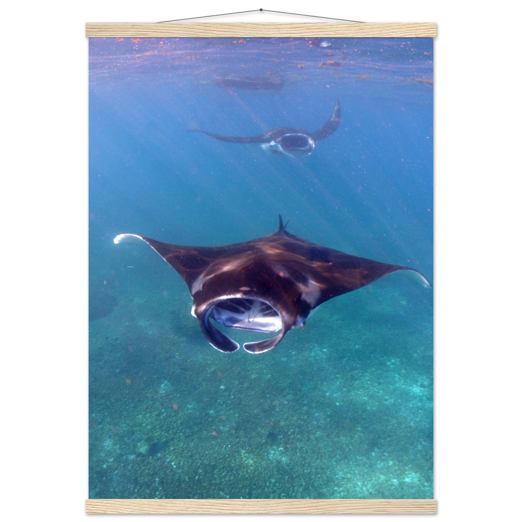 Manta-Zug in Komodo - Printree.ch Fisch, Foto, Fotografie, meer, Meereslandschaft, ozean, SABRINA SIGNER, Unterwasserwelt