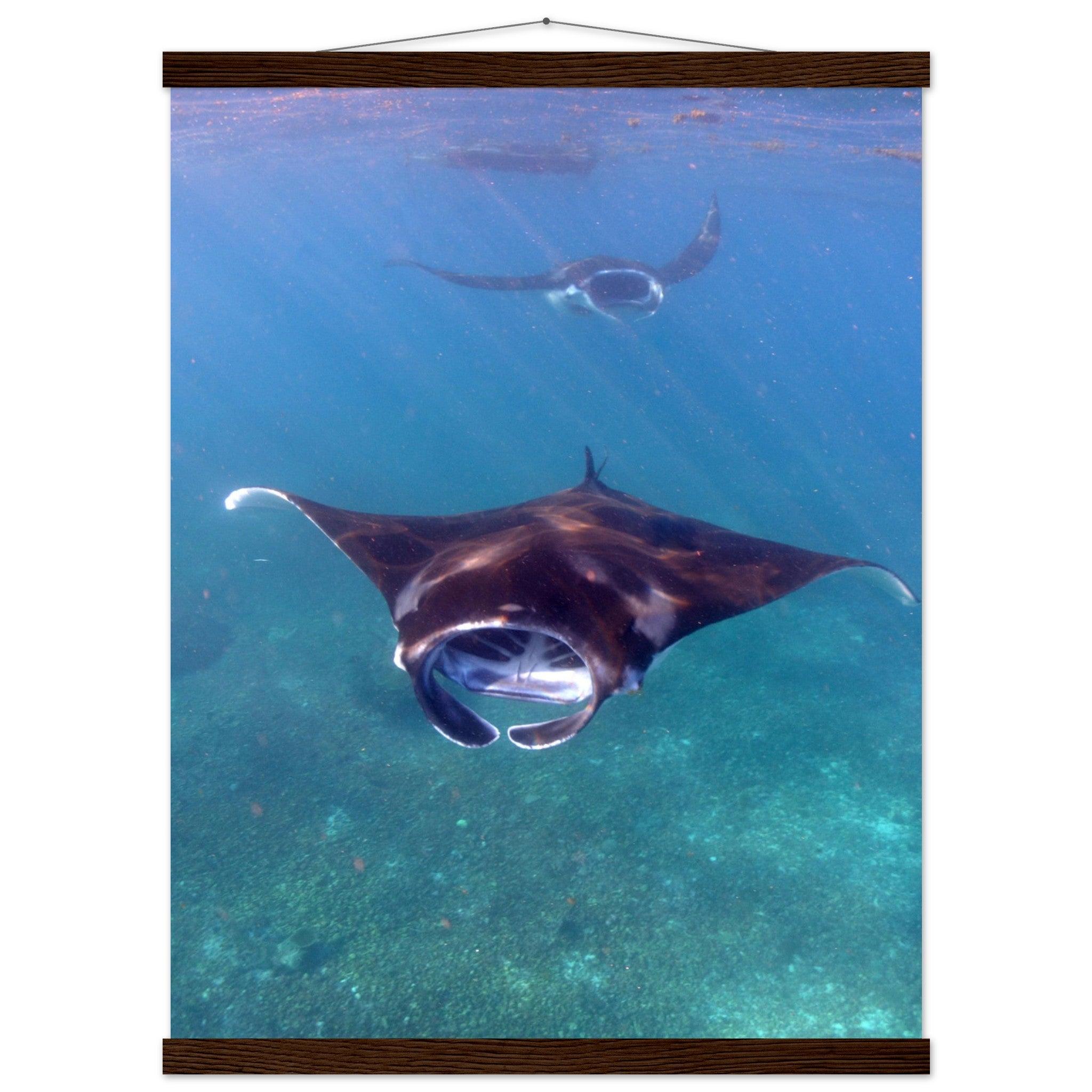 Manta-Zug in Komodo - Printree.ch Fisch, Foto, Fotografie, meer, Meereslandschaft, ozean, SABRINA SIGNER, Unterwasserwelt