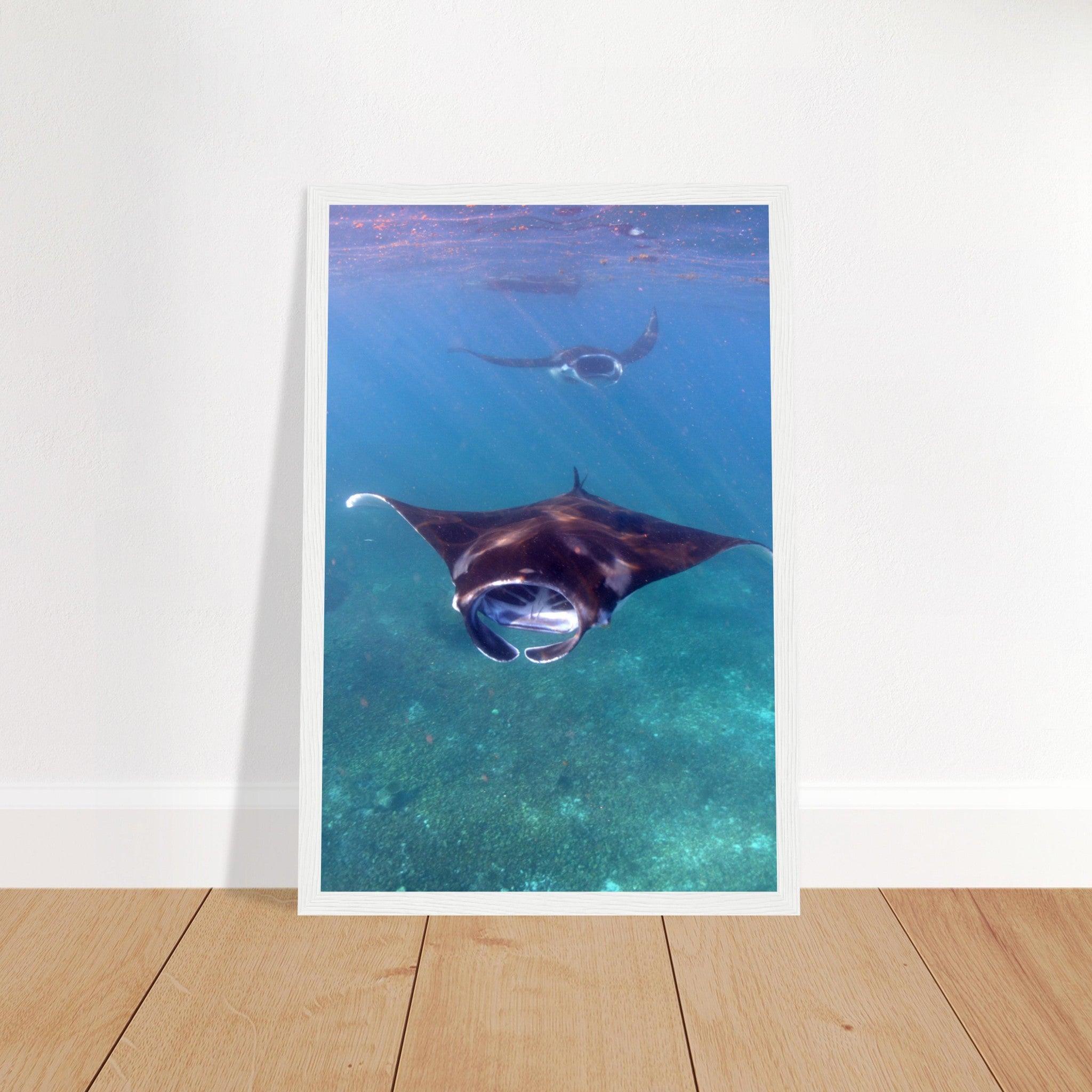 Manta-Zug in Komodo - Printree.ch Fisch, Foto, Fotografie, meer, Meereslandschaft, ozean, SABRINA SIGNER, Unterwasserwelt